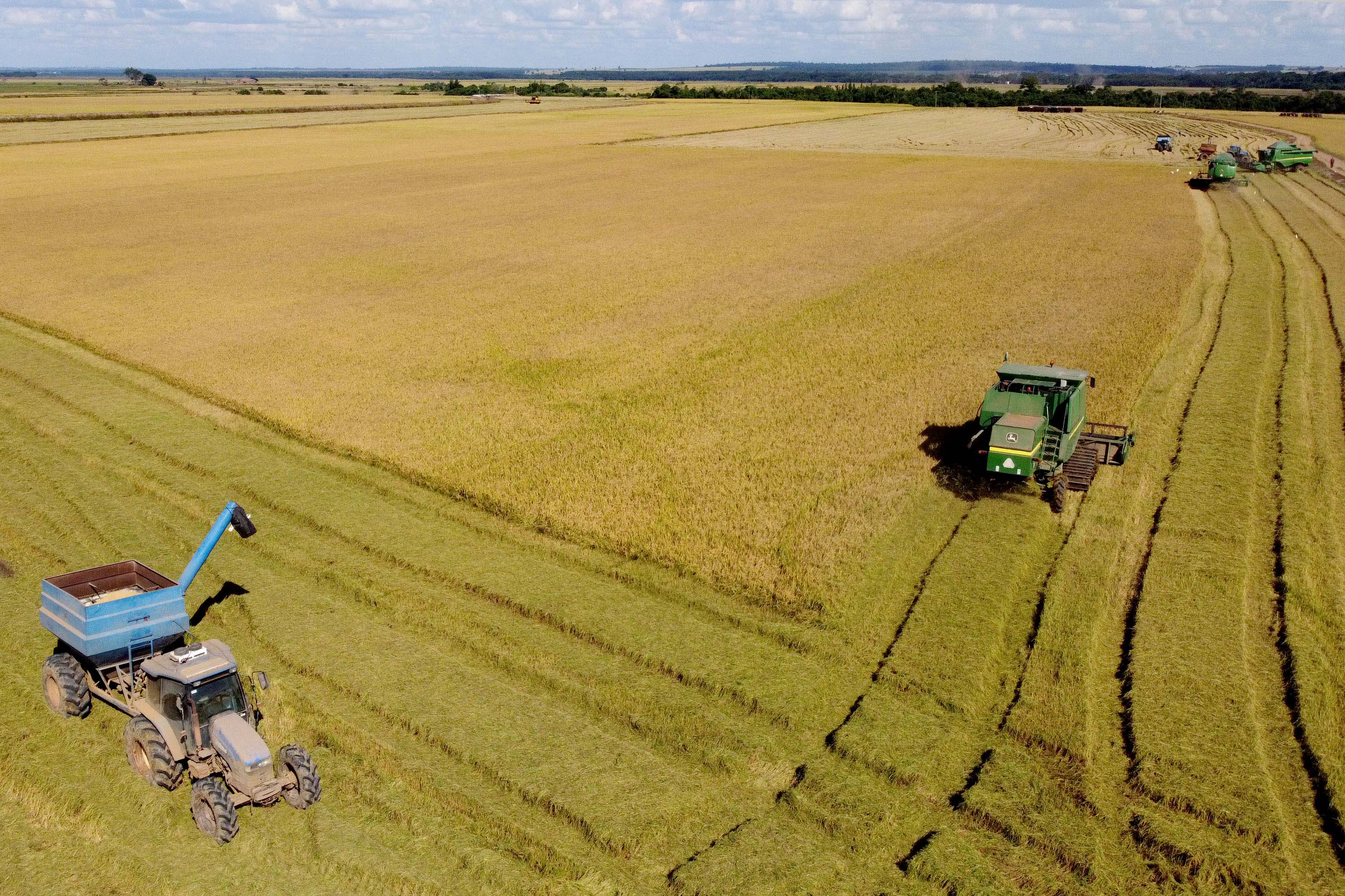 Colheita de arroz - Fazendas Volta Grande e Nova Brasília.Foto: Ari Dias/AEN