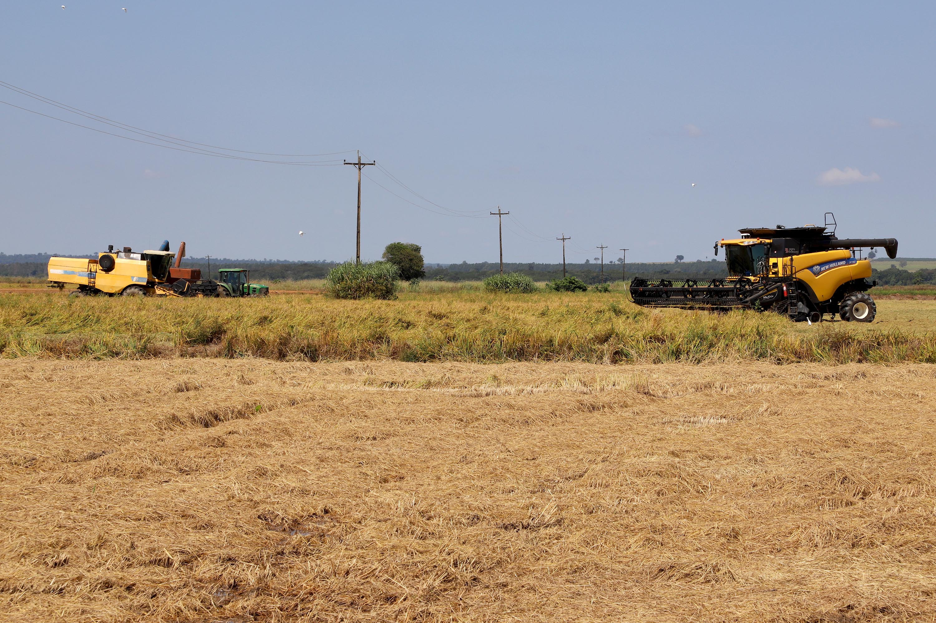 Fazenda Bassani em Santa Isabel do Ivaí. Foto: Ari Dias/AEN