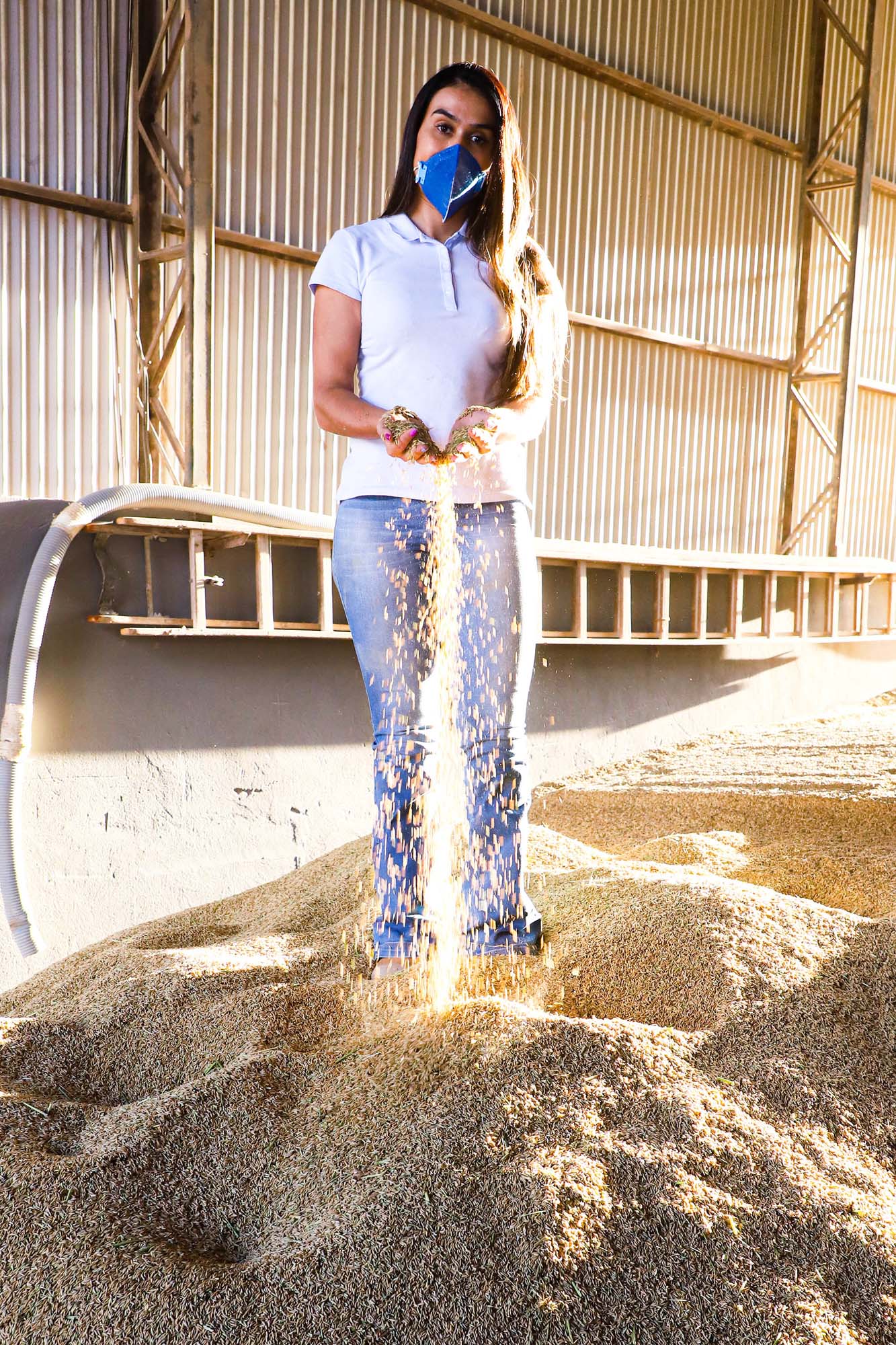 Colheita de arroz - Fazendas Volta Grande e Nova Brasília.Poliana Ramilde. Foto: Ari Dias/AEN