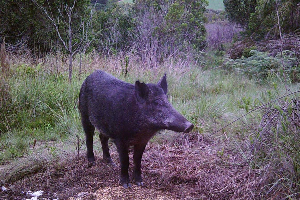Unidades de Conservação contam com monitoramento de javalis
. Foto: SEDEST
