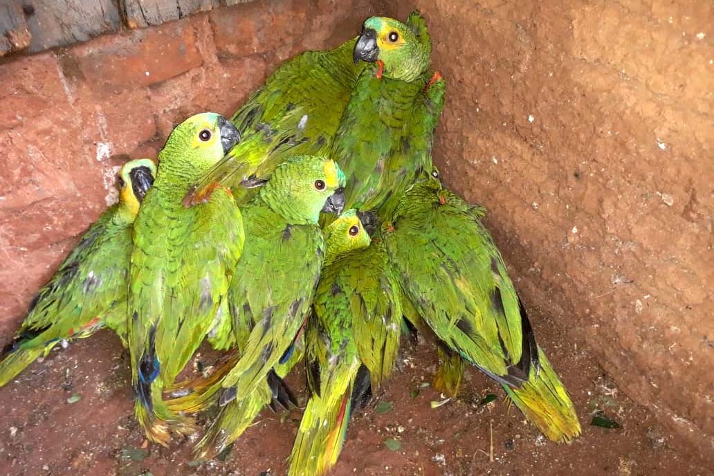 IAT encaminha para tratamento 58 aves nativas feridas após tempestade
. Foto: IAT/Força Verde