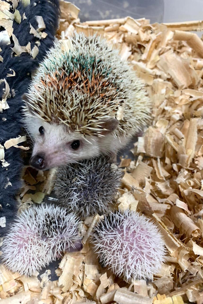 Estado identifica criador ilegal de ouriços em Guarapuava; homem recebeu multa de R$ 13,4 mil -  Guarapuava, 08/06/2021  -  Foto: IAT