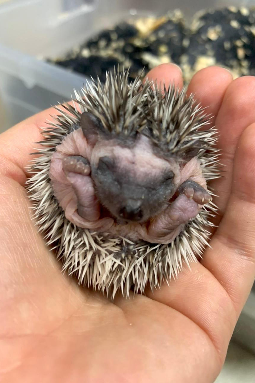 Estado identifica criador ilegal de ouriços em Guarapuava; homem recebeu multa de R$ 13,4 mil -  Guarapuava, 08/06/2021  -  Foto: IAT