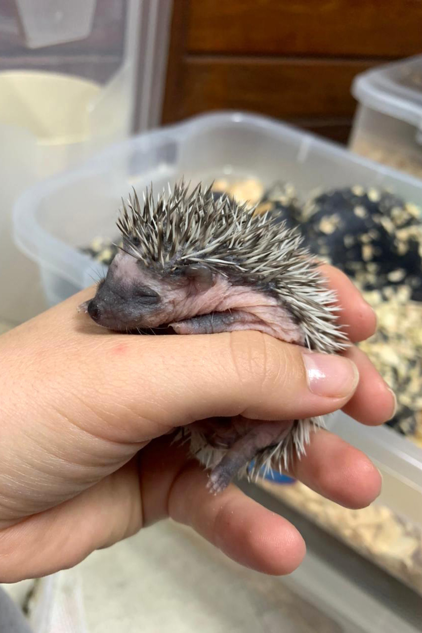 Estado identifica criador ilegal de ouriços em Guarapuava; homem recebeu multa de R$ 13,4 mil -  Guarapuava, 08/06/2021  -  Foto: IAT