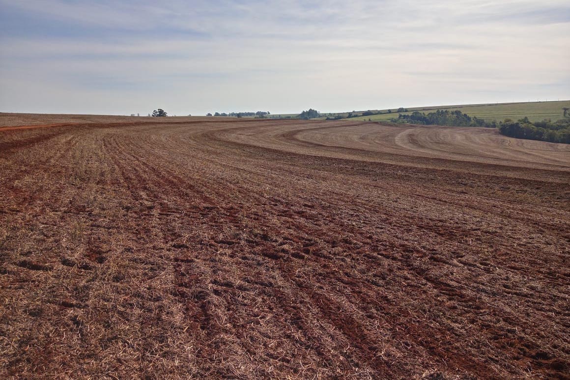 O vazio sanitário da soja no Paraná inicia nesta quinta-feira (10) e segue até 10 de setembro. Neste período, fica proibido cultivar, manter ou permitir a existência de plantas vivas de soja no campo. O objetivo é reduzir a sobrevivência do fungo causador da ferrugem asiática durante a entressafra e consequentemente atrasar a ocorrência da doença na próxima safra. - Foto: Camila Roberta Javorski Ueno/Adapar