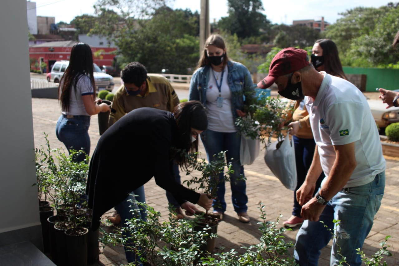 Mais de 800 kg de arroz e feijão foram arrecadados nesta quinta-feira (24), em troca de mudas de jabuticaba no sistema drive-thru no município de Pitanga, na região Central do Estado. A ação foi planejada pelo Escritório Regional do Instituto Água e Terra (IAT) e contou com apoio da prefeitura municipal.  -  Foto: IAT