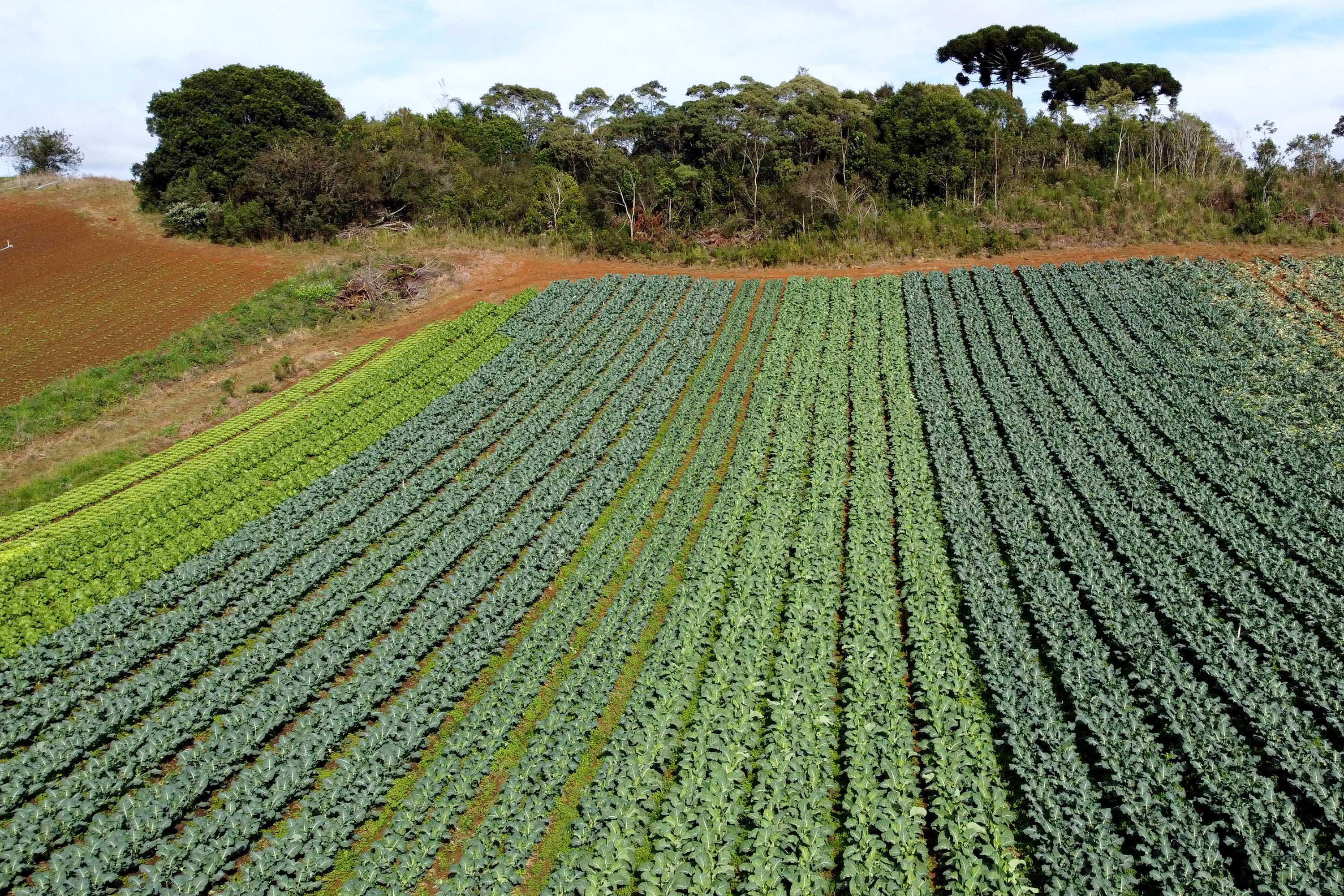 Hortaliças como brócolis e couve-flor mudam a paisagem de São José dos Pinhais  -  Curitiba, 24/06/2021  -  Foto: Ari Dias/AEN