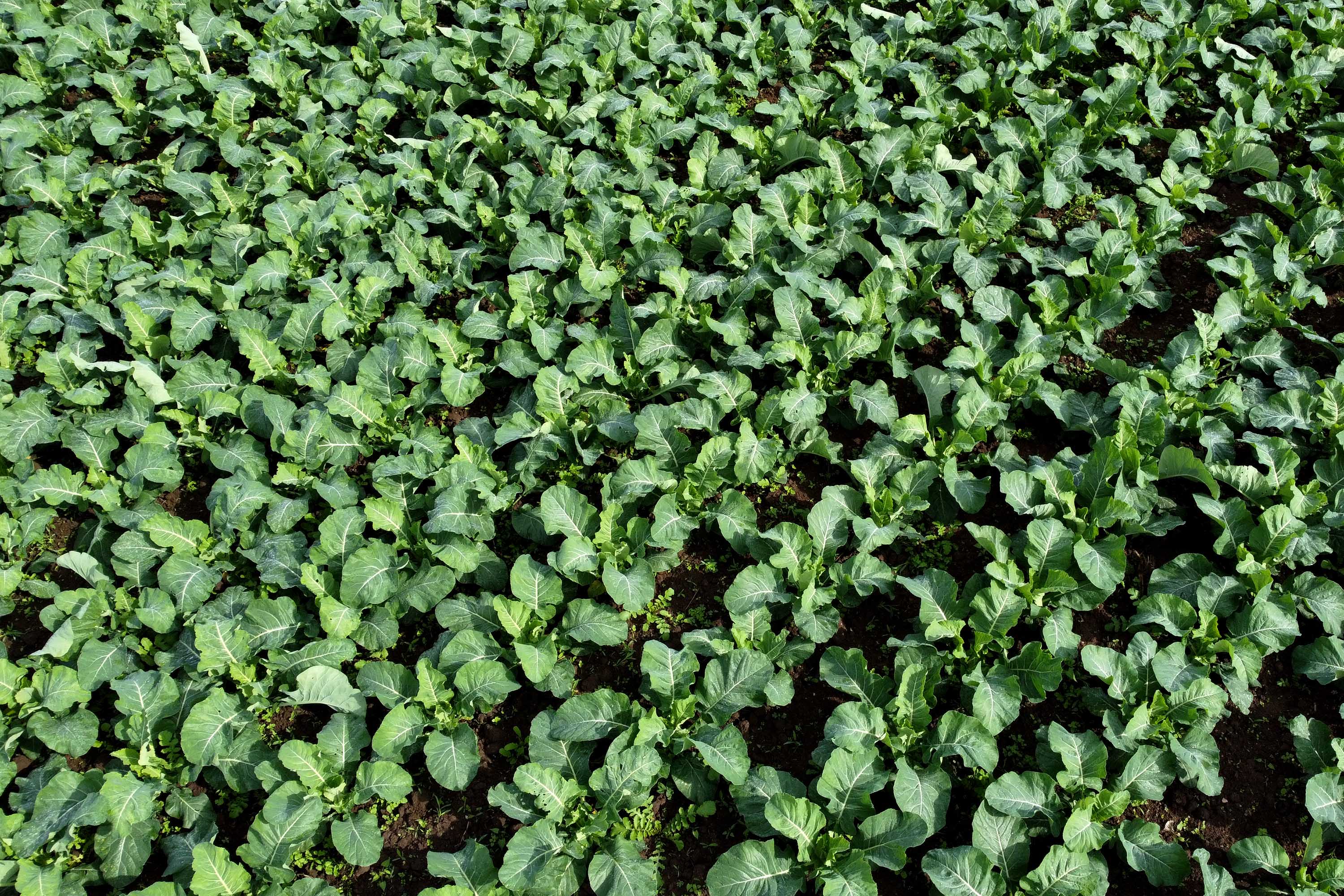 Hortaliças como brócolis e couve-flor mudam a paisagem de São José dos Pinhais  -  Curitiba, 24/06/2021  -  Foto: Ari Dias/AEN