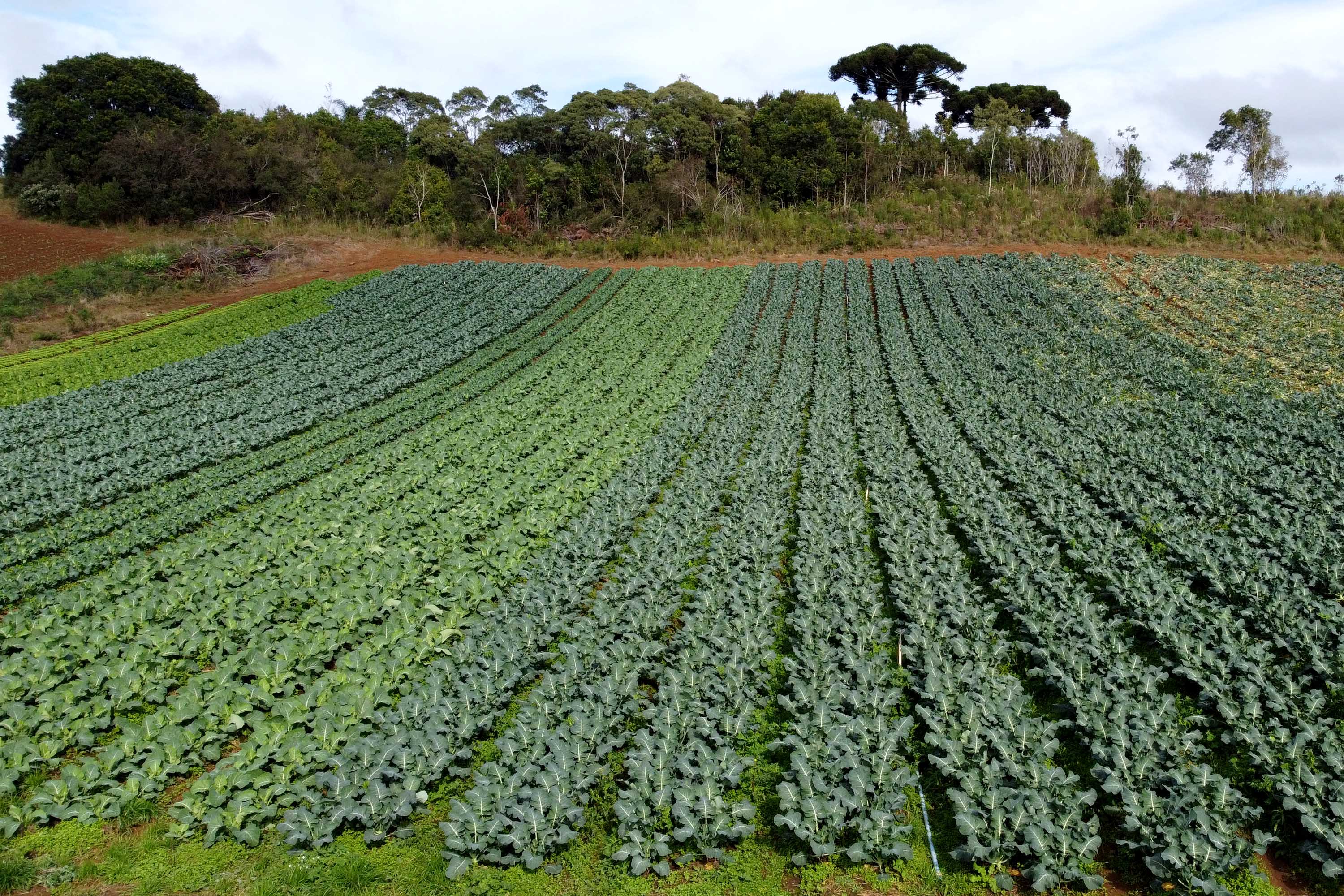 Hortaliças como brócolis e couve-flor mudam a paisagem de São José dos Pinhais  -  Curitiba, 24/06/2021  -  Foto: Ari Dias/AEN