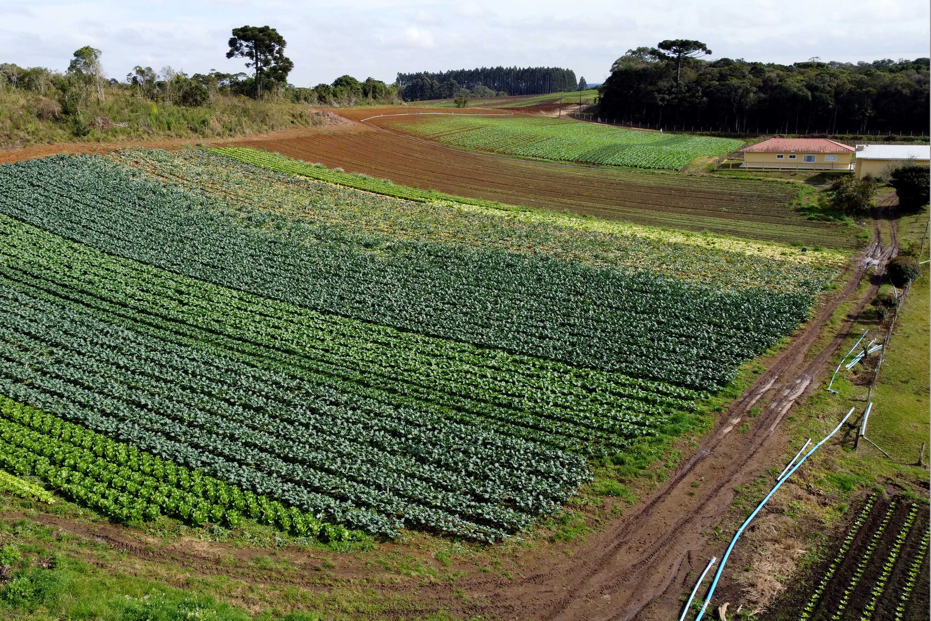 Hortaliças como brócolis e couve-flor mudam a paisagem de São José dos Pinhais  -  Curitiba, 24/06/2021  -  Foto: Ari Dias/AEN
