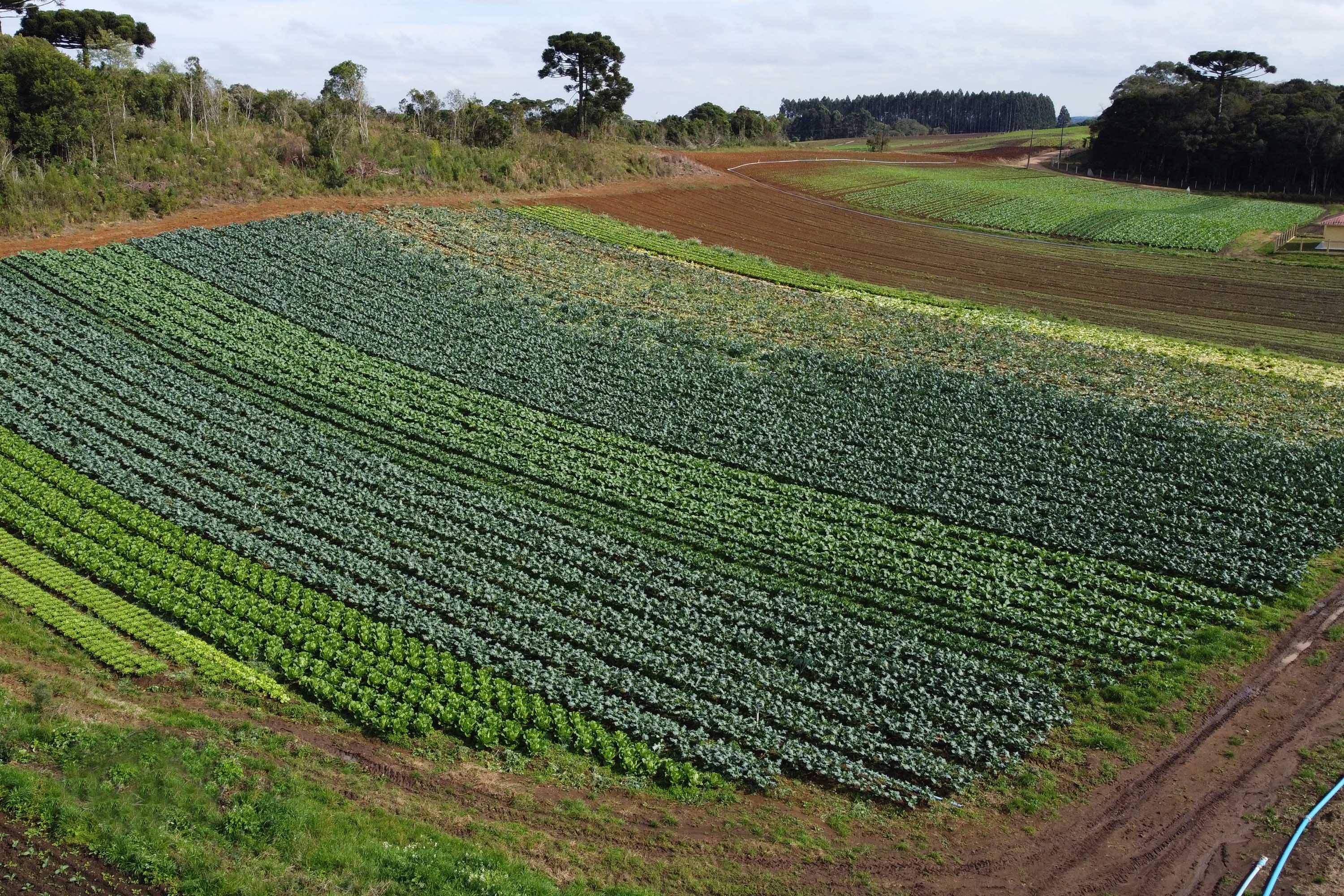 Hortaliças como brócolis e couve-flor mudam a paisagem de São José dos Pinhais  -  Curitiba, 24/06/2021  -  Foto: Ari Dias/AEN