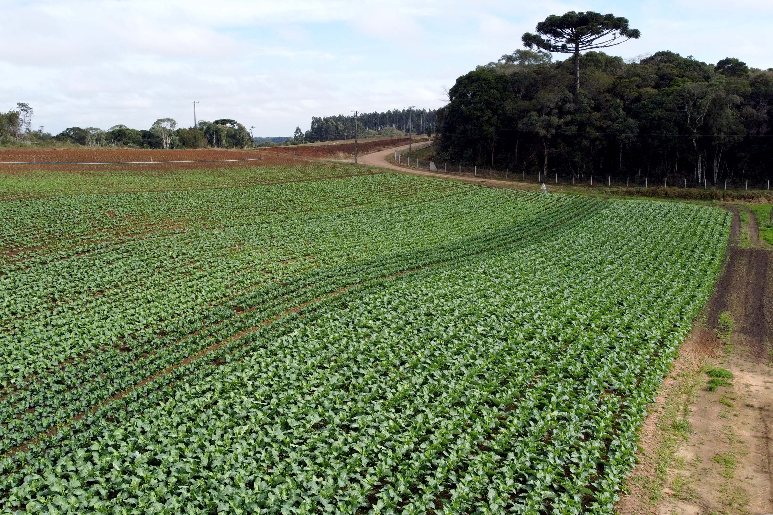 Hortaliças como brócolis e couve-flor mudam a paisagem de São José dos Pinhais  -  Curitiba, 24/06/2021  -  Foto: Ari Dias/AEN