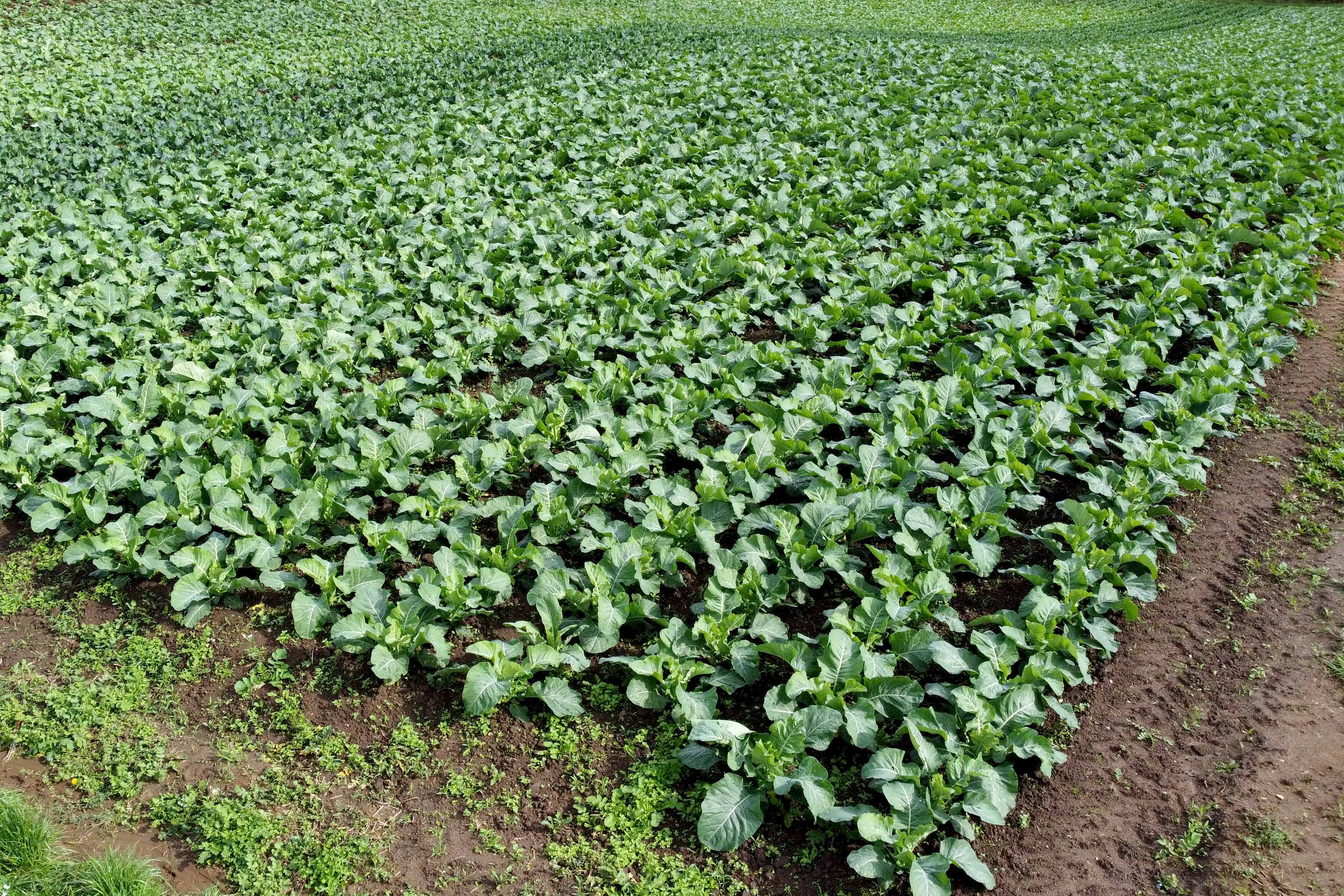 Hortaliças como brócolis e couve-flor mudam a paisagem de São José dos Pinhais  -  Curitiba, 24/06/2021  -  Foto: Ari Dias/AEN