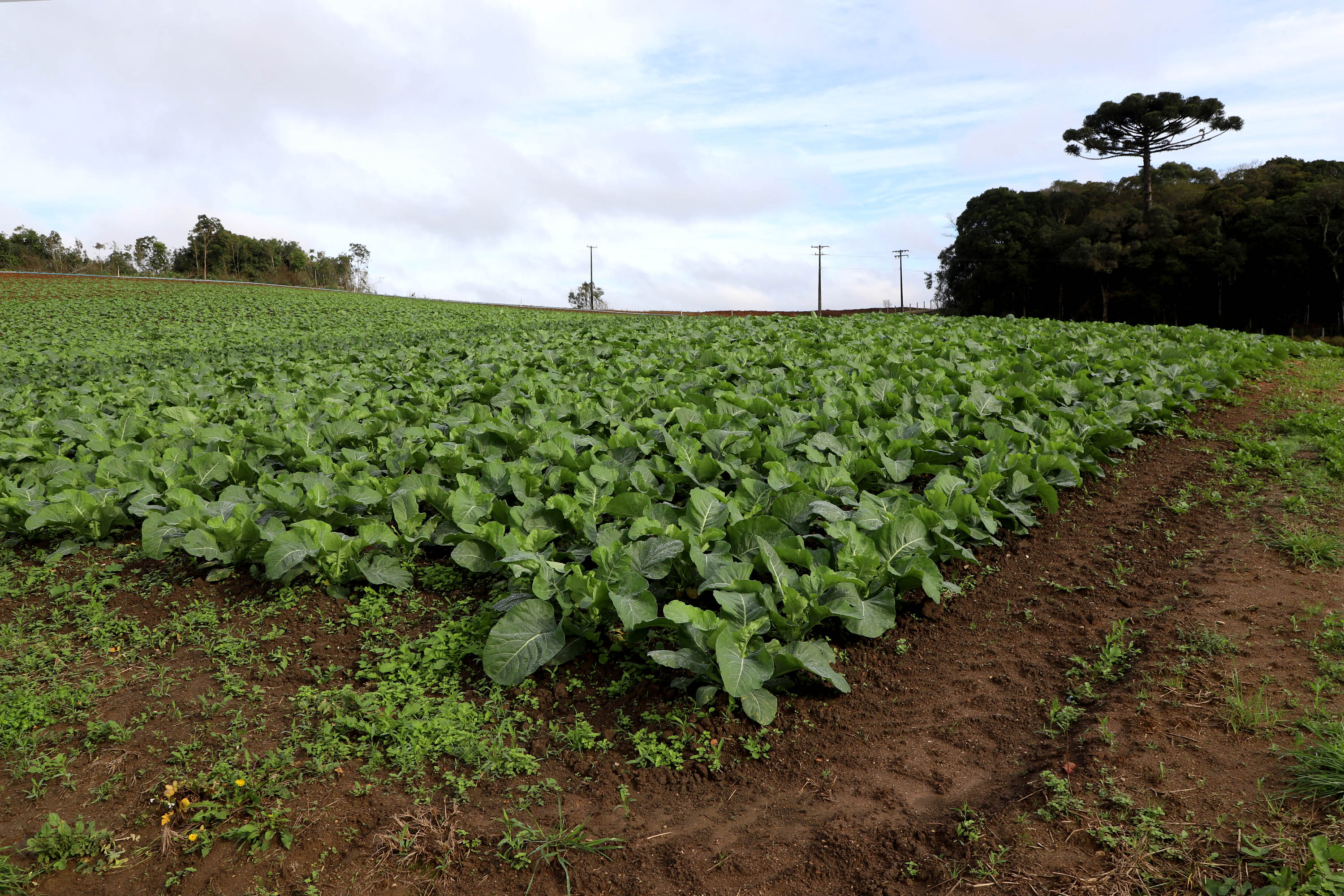 Hortaliças como brócolis e couve-flor mudam a paisagem de São José dos Pinhais  -  Curitiba, 24/06/2021  -  Foto: Ari Dias/AEN
