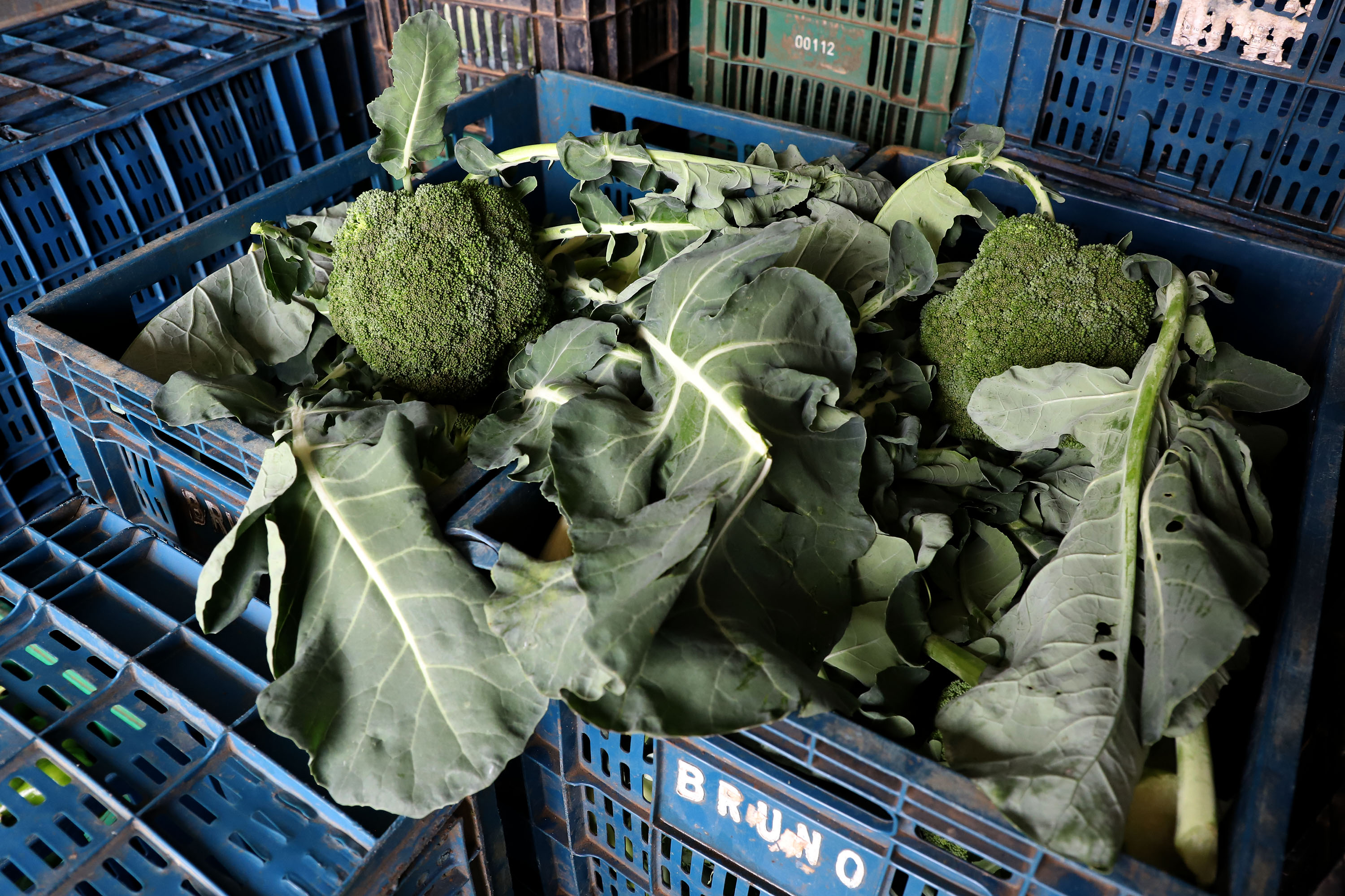 Hortaliças como brócolis e couve-flor mudam a paisagem de São José dos Pinhais  -  Curitiba, 24/06/2021  -  Foto: Ari Dias/AEN
