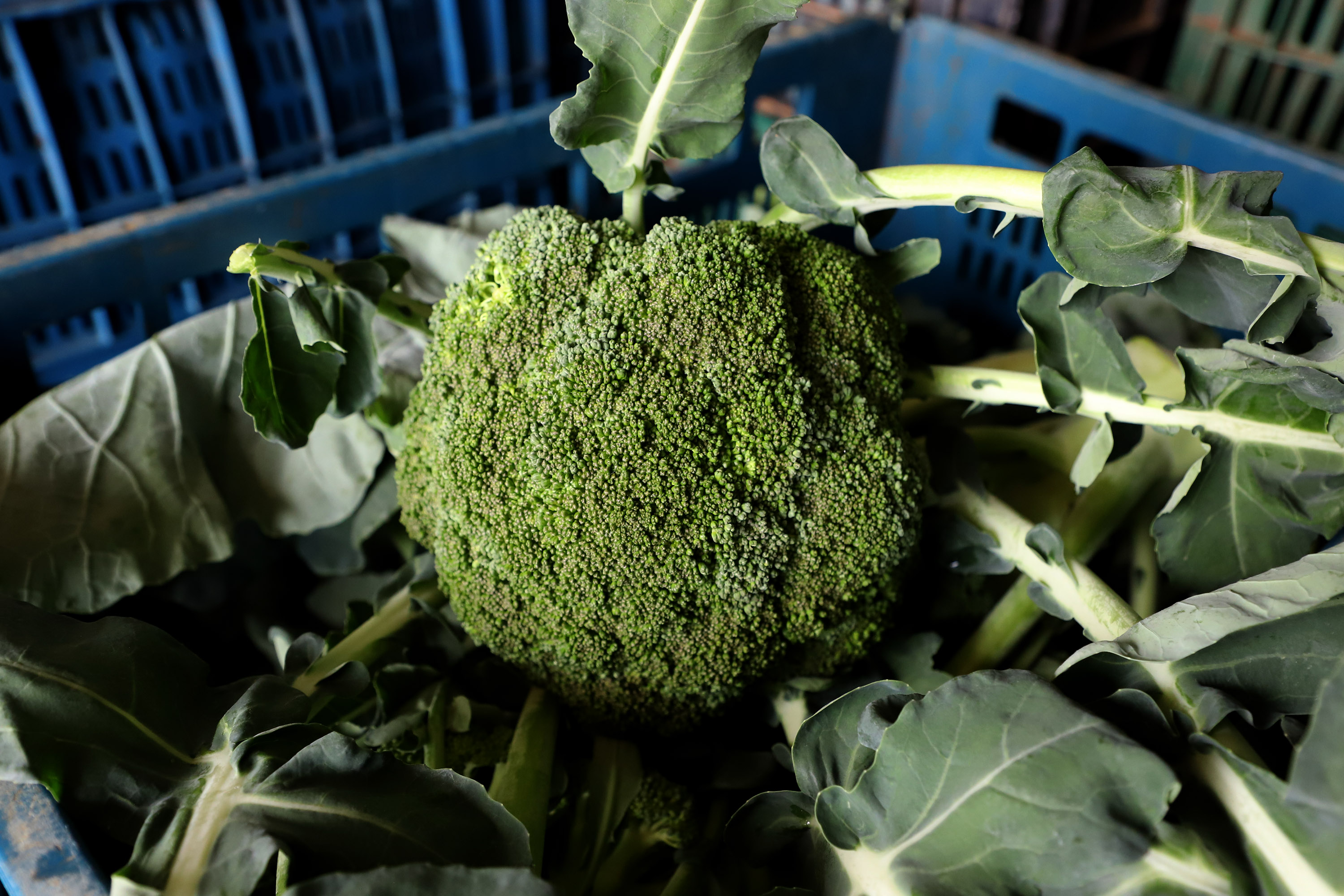Hortaliças como brócolis e couve-flor mudam a paisagem de São José dos Pinhais  -  Curitiba, 24/06/2021  -  Foto: Ari Dias/AEN