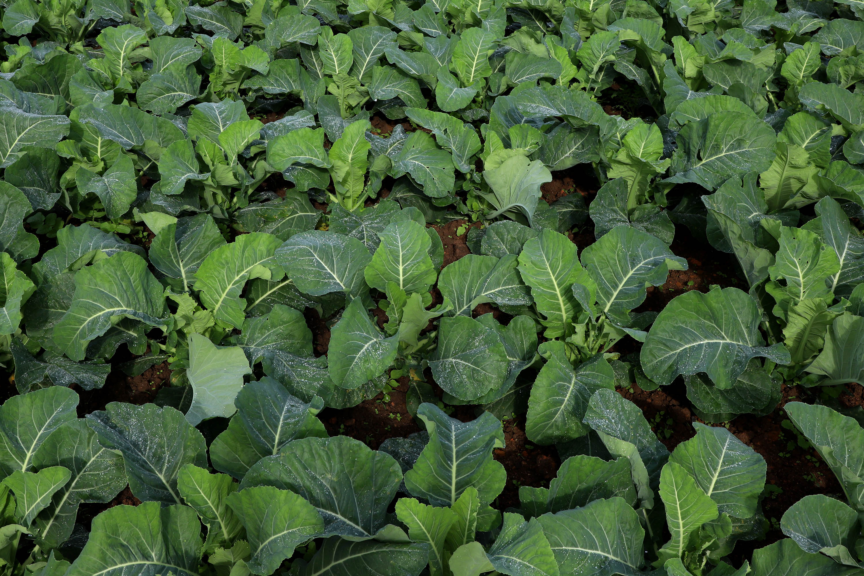 Hortaliças como brócolis e couve-flor mudam a paisagem de São José dos Pinhais  -  Curitiba, 24/06/2021  -  Foto: Ari Dias/AEN