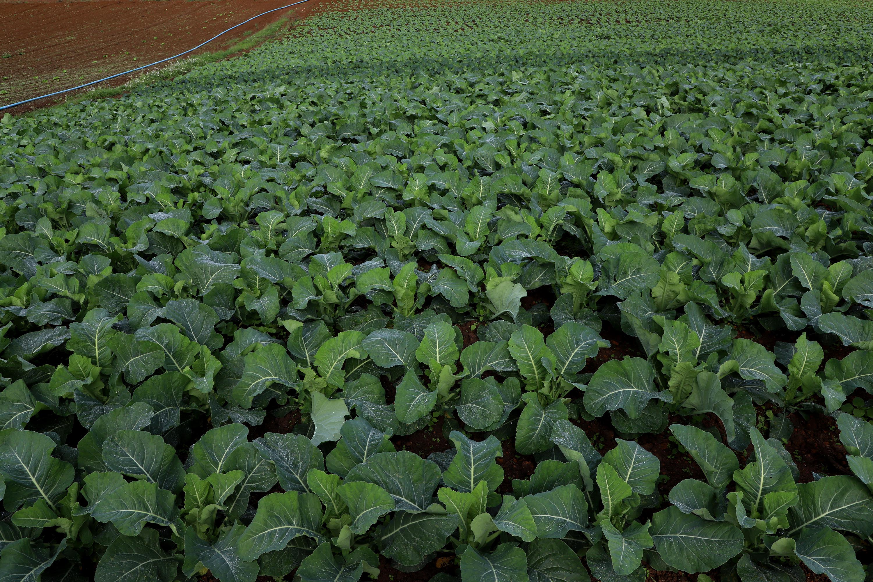 Hortaliças como brócolis e couve-flor mudam a paisagem de São José dos Pinhais  -  Curitiba, 24/06/2021  -  Foto: Ari Dias/AEN