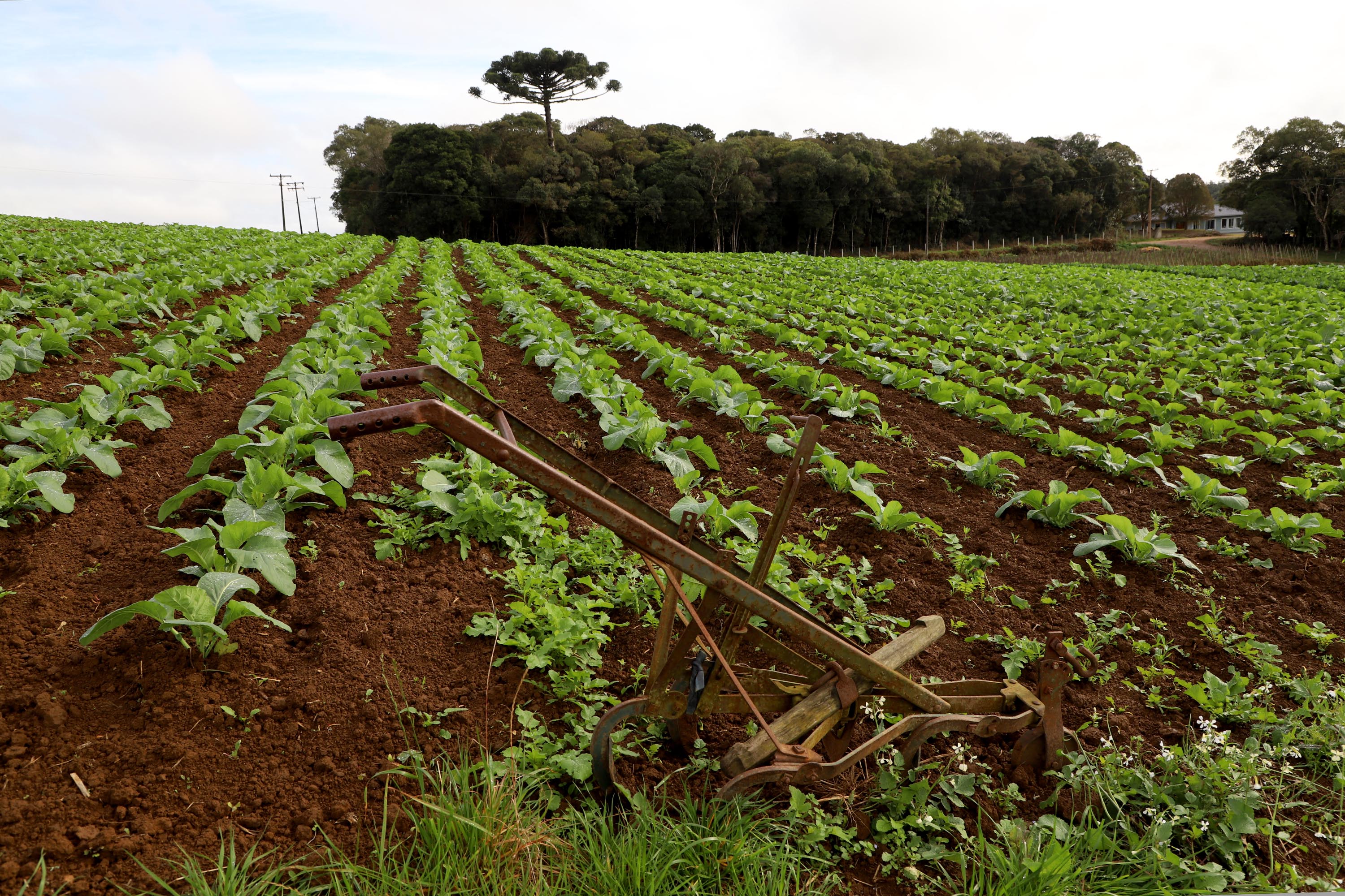 Hortaliças como brócolis e couve-flor mudam a paisagem de São José dos Pinhais  -  Curitiba, 24/06/2021  -  Foto: Ari Dias/AEN