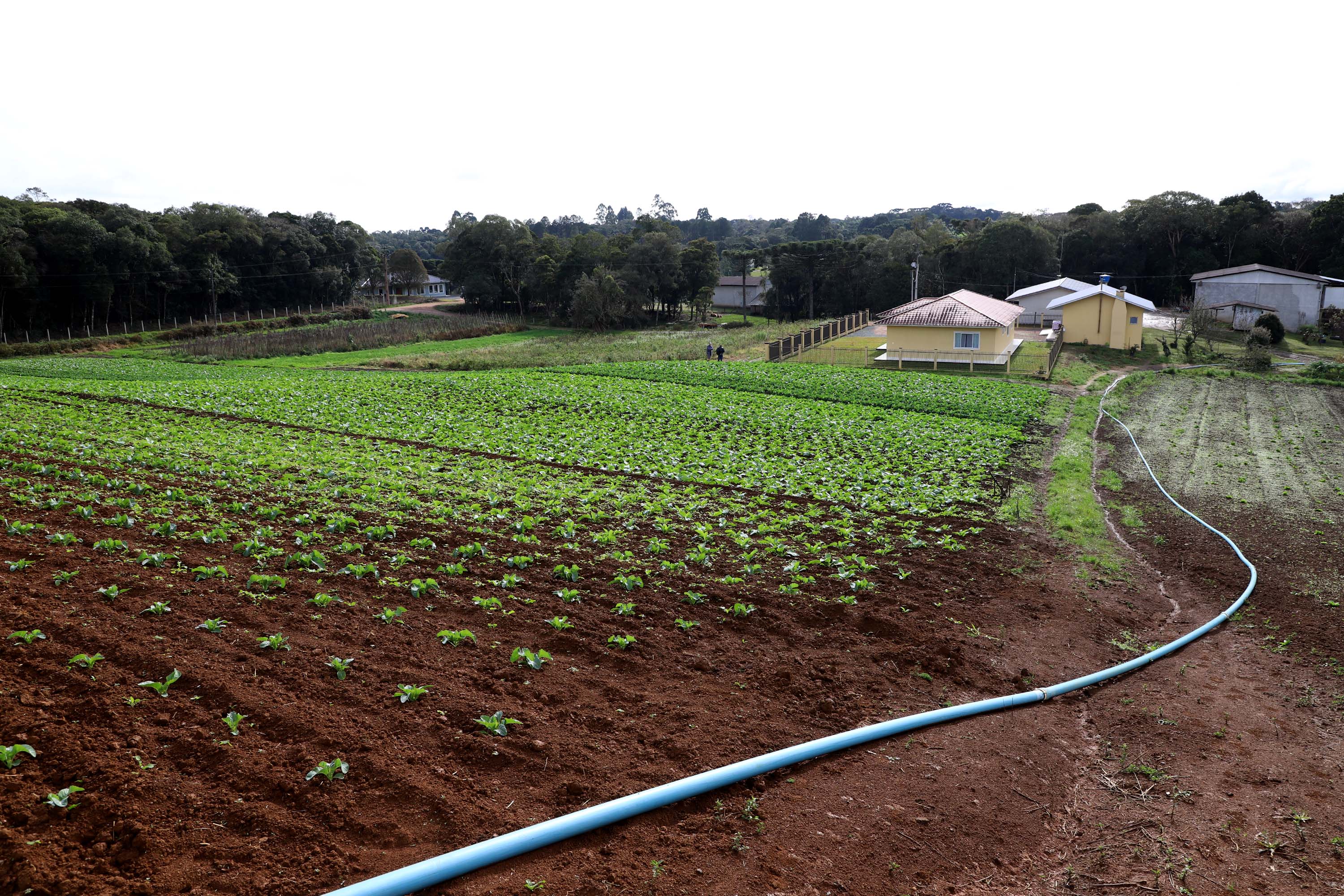Hortaliças como brócolis e couve-flor mudam a paisagem de São José dos Pinhais  -  Curitiba, 24/06/2021  -  Foto: Ari Dias/AEN