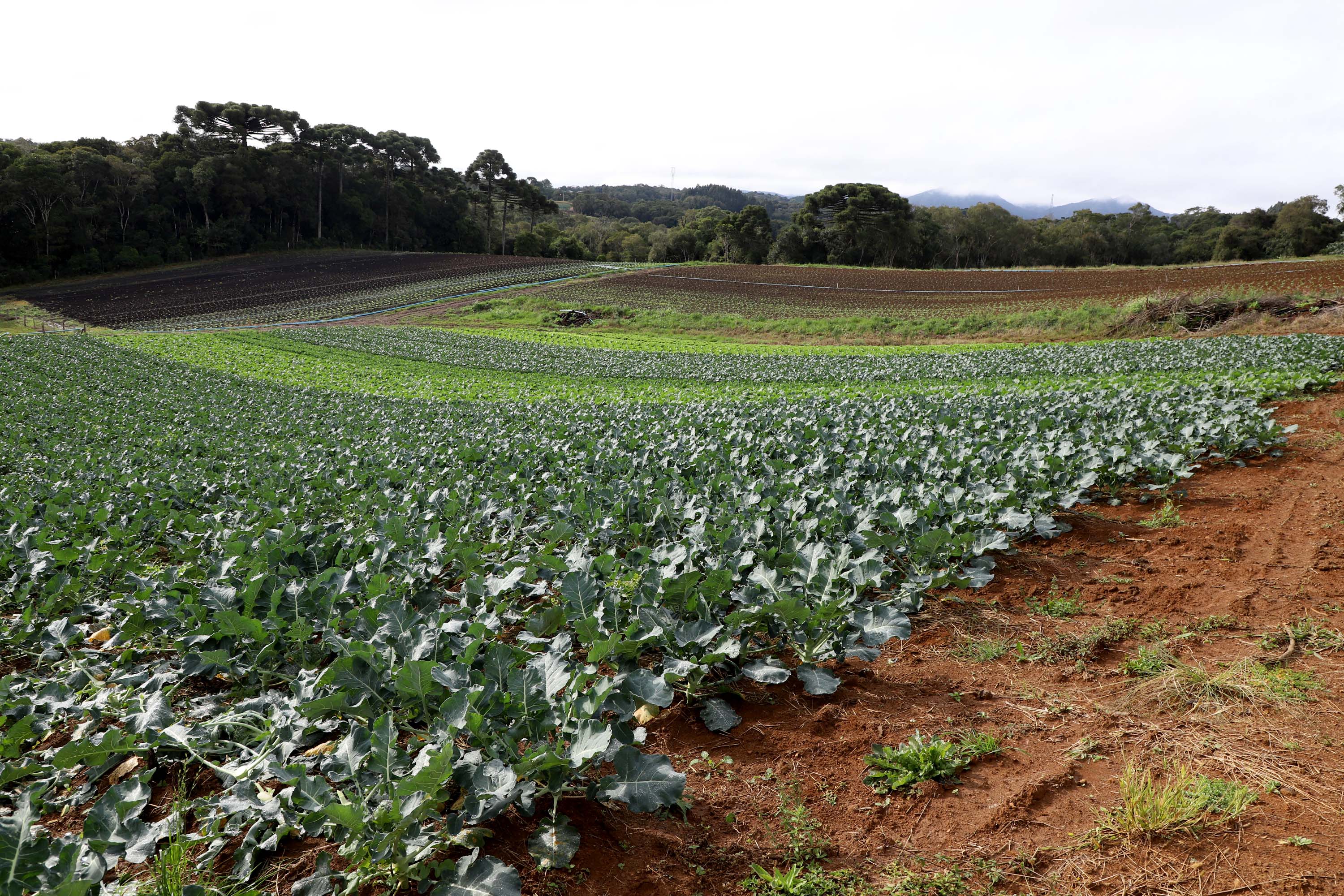 Hortaliças como brócolis e couve-flor mudam a paisagem de São José dos Pinhais  -  Curitiba, 24/06/2021  -  Foto: Ari Dias/AEN