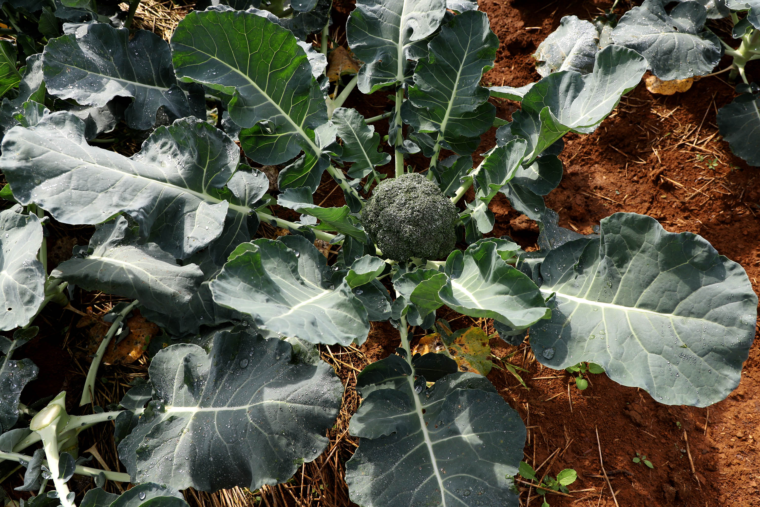 Hortaliças como brócolis e couve-flor mudam a paisagem de São José dos Pinhais  -  Curitiba, 24/06/2021  -  Foto: Ari Dias/AEN