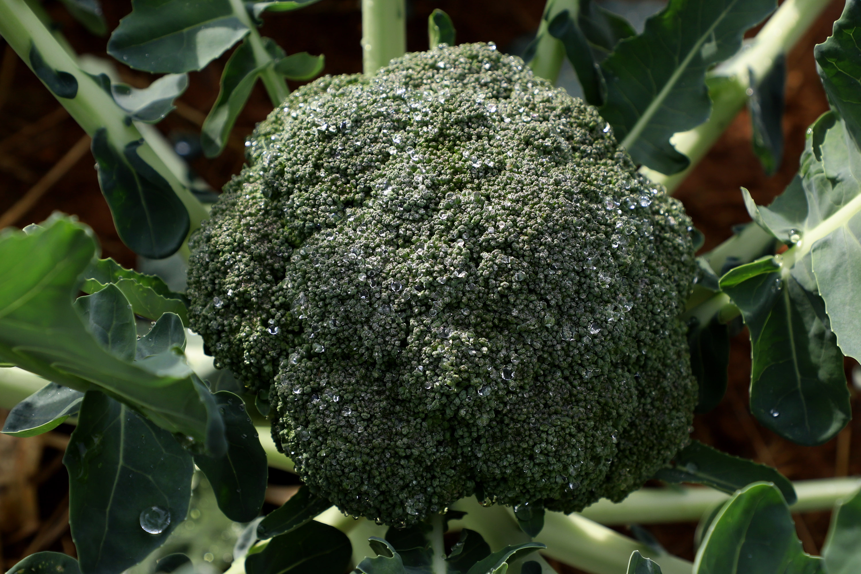 Hortaliças como brócolis e couve-flor mudam a paisagem de São José dos Pinhais  -  Curitiba, 24/06/2021  -  Foto: Ari Dias/AEN