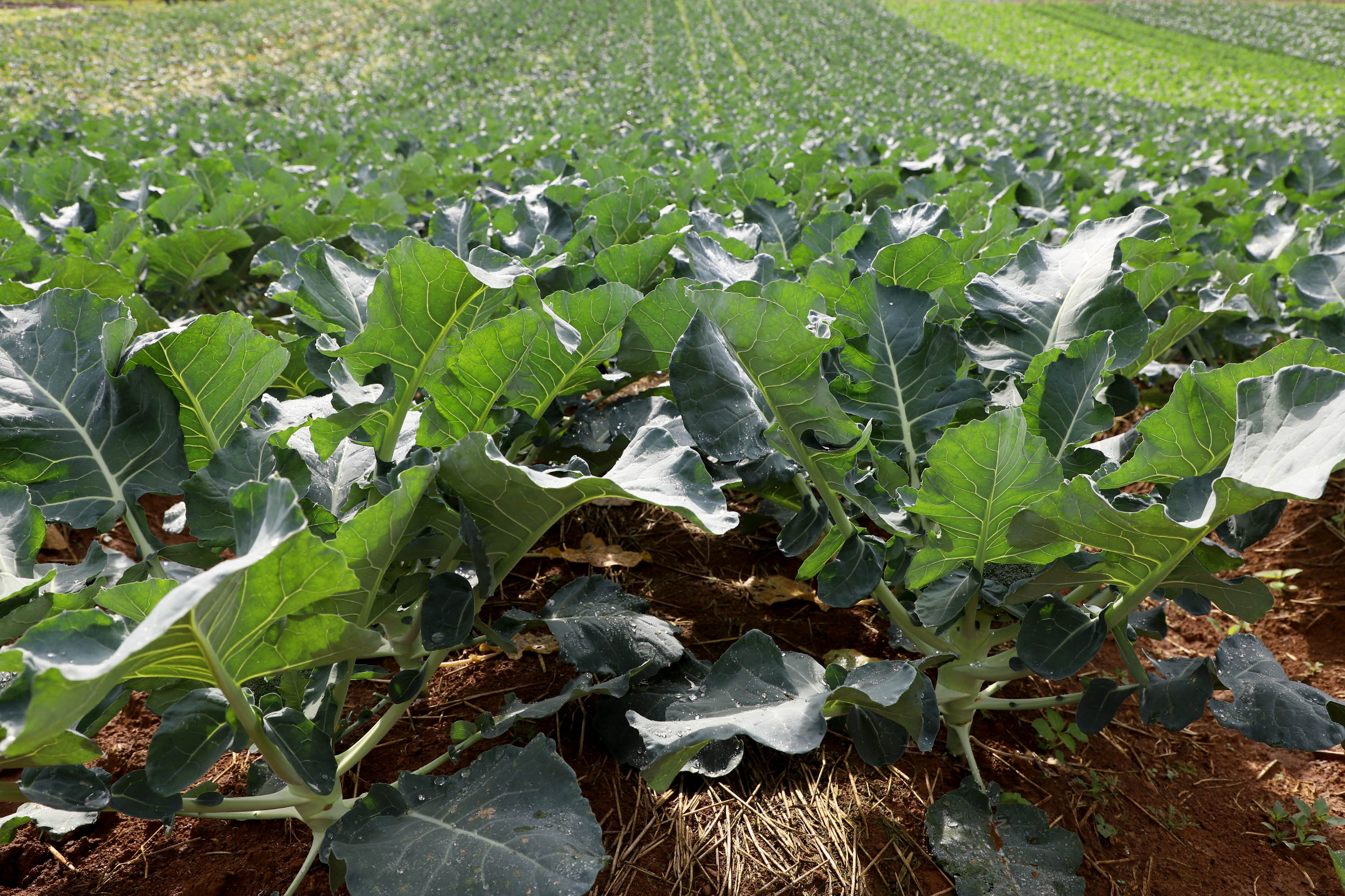 Hortaliças como brócolis e couve-flor mudam a paisagem de São José dos Pinhais  -  Curitiba, 24/06/2021  -  Foto: Ari Dias/AEN
