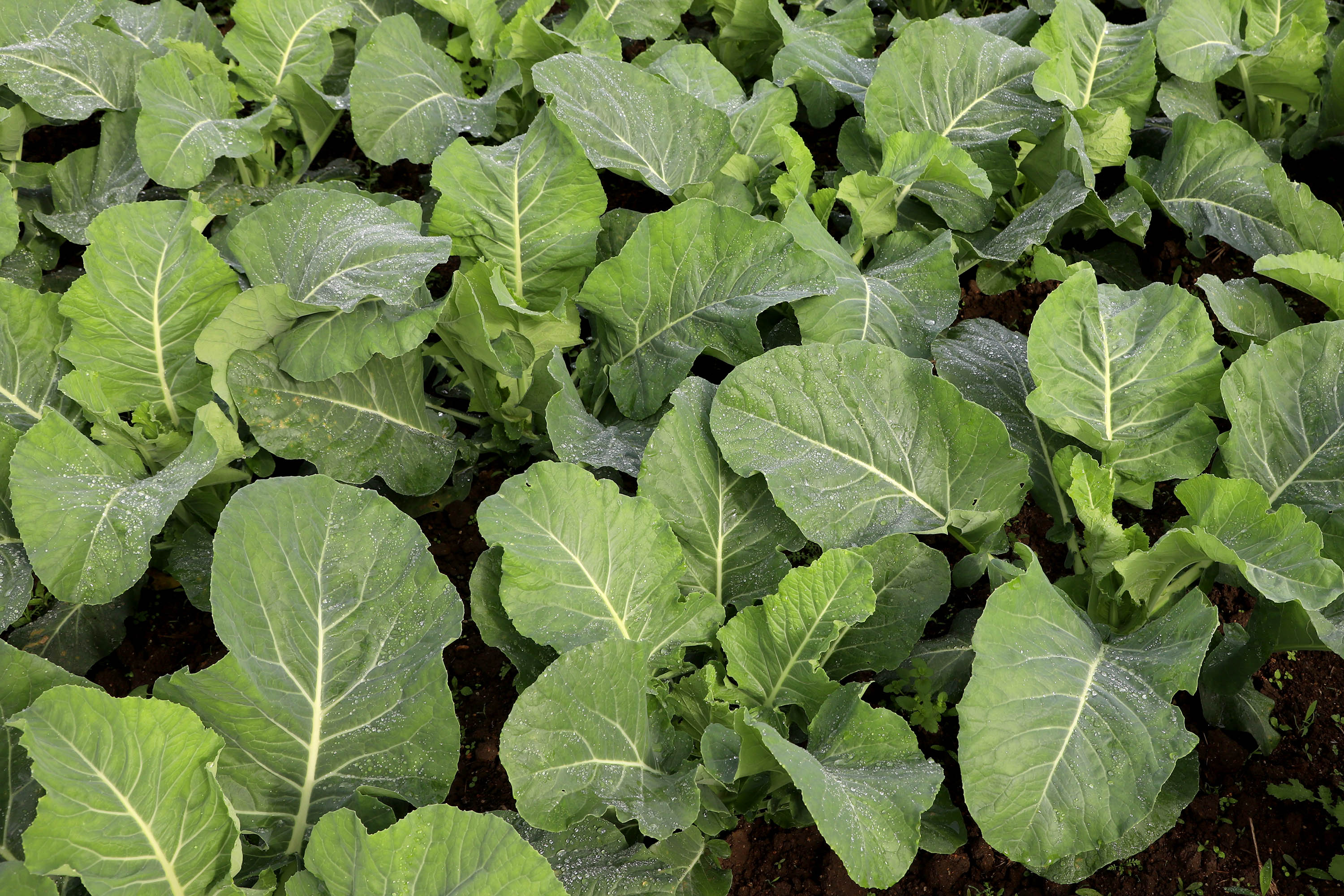 Hortaliças como brócolis e couve-flor mudam a paisagem de São José dos Pinhais  -  Curitiba, 24/06/2021  -  Foto: Ari Dias/AEN