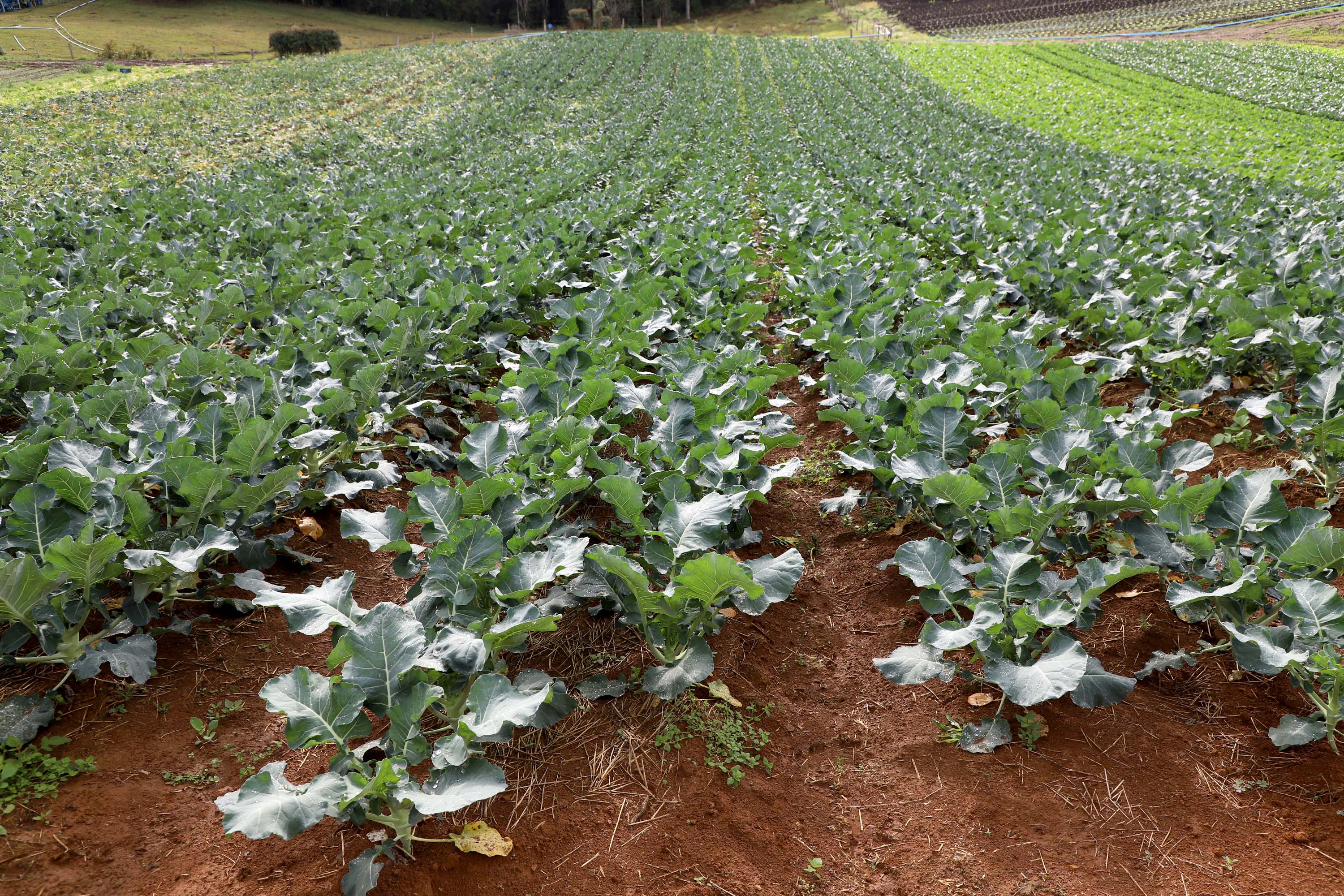 Hortaliças como brócolis e couve-flor mudam a paisagem de São José dos Pinhais  -  Curitiba, 24/06/2021  -  Foto: Ari Dias/AEN