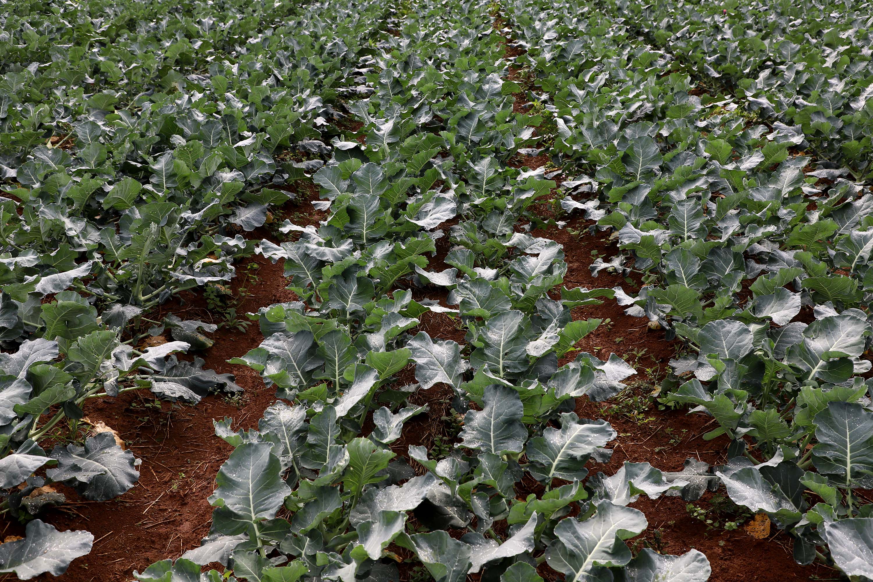 Hortaliças como brócolis e couve-flor mudam a paisagem de São José dos Pinhais  -  Curitiba, 24/06/2021  -  Foto: Ari Dias/AEN