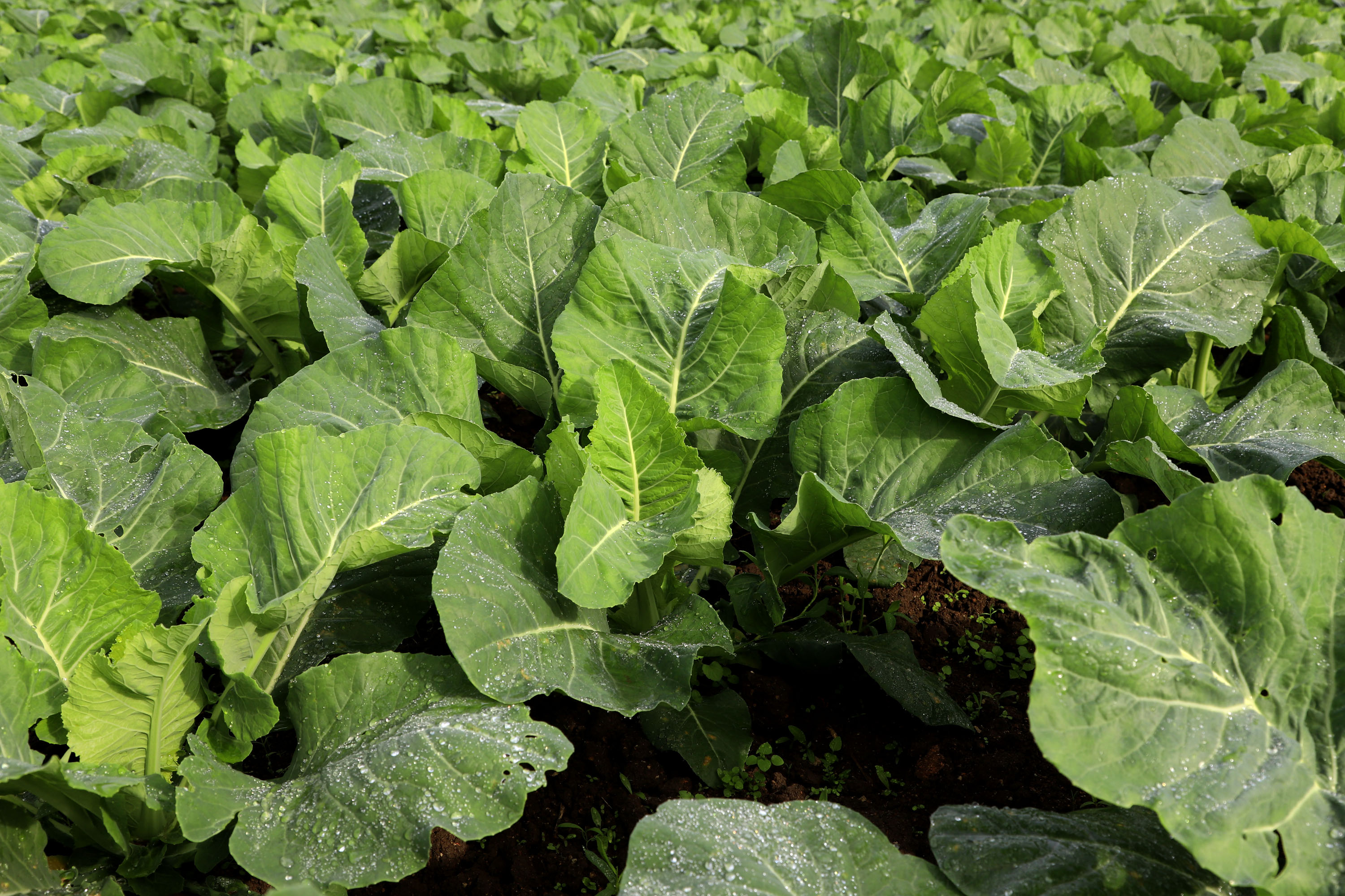 Hortaliças como brócolis e couve-flor mudam a paisagem de São José dos Pinhais  -  Curitiba, 24/06/2021  -  Foto: Ari Dias/AEN