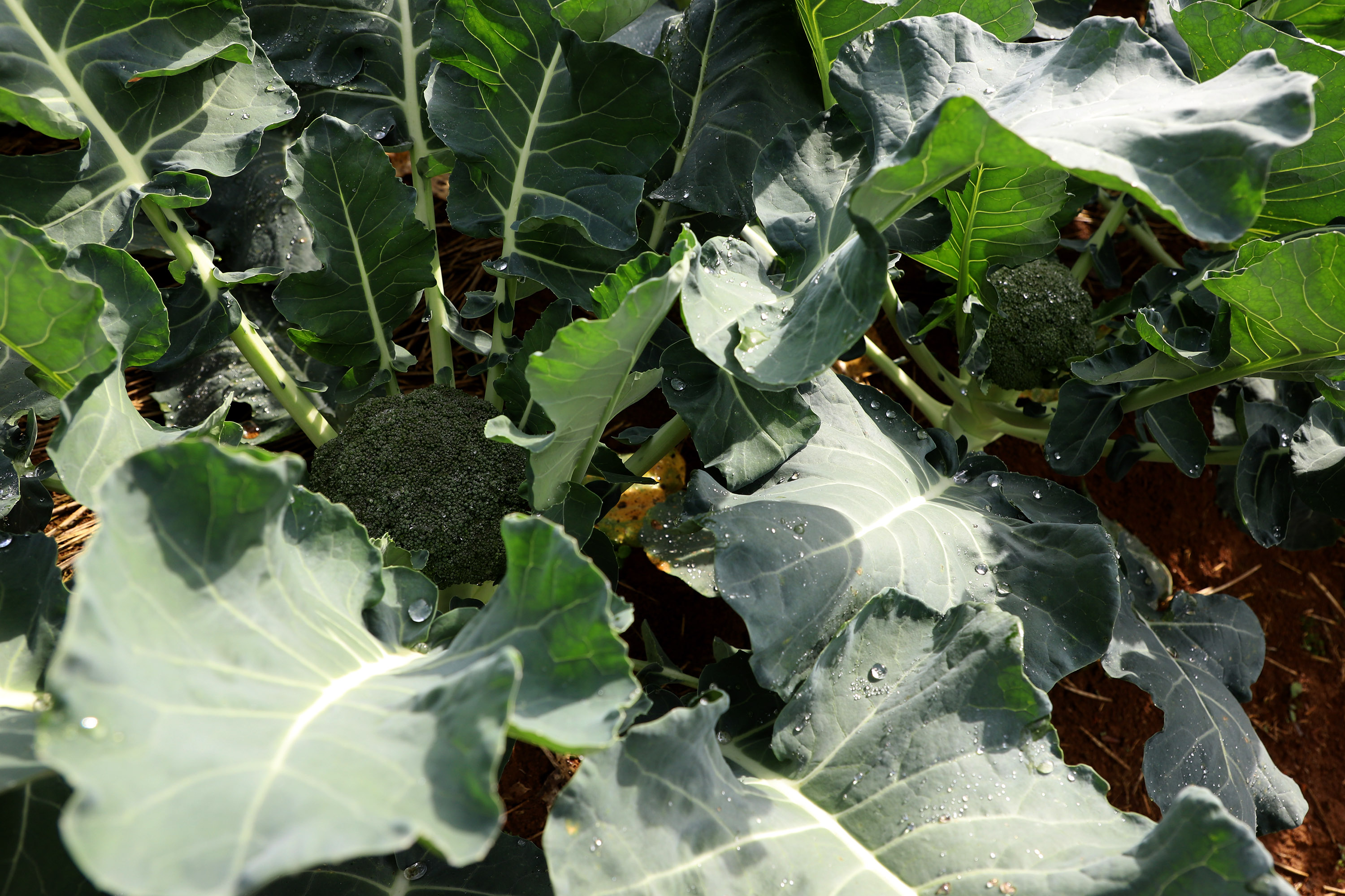 Hortaliças como brócolis e couve-flor mudam a paisagem de São José dos Pinhais  -  Curitiba, 24/06/2021  -  Foto: Ari Dias/AEN