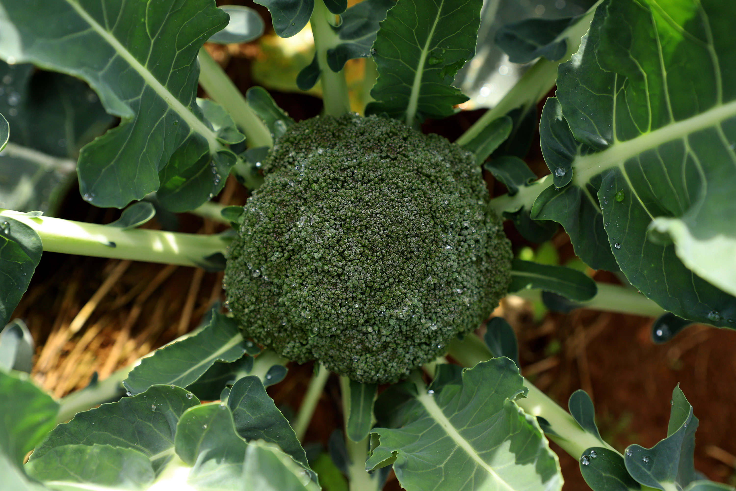 Hortaliças como brócolis e couve-flor mudam a paisagem de São José dos Pinhais  -  Curitiba, 24/06/2021  -  Foto: Ari Dias/AEN