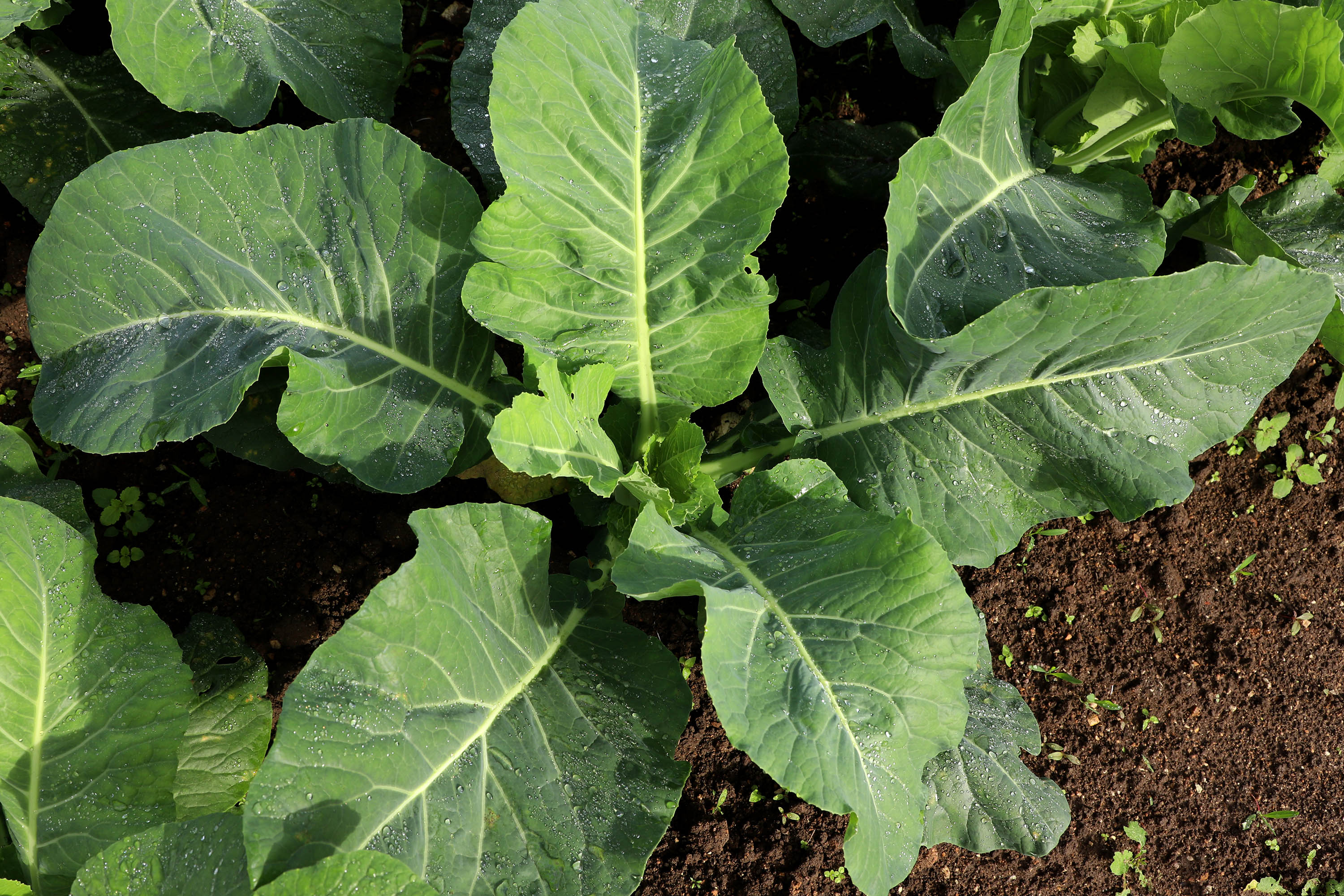 Hortaliças como brócolis e couve-flor mudam a paisagem de São José dos Pinhais  -  Curitiba, 24/06/2021  -  Foto: Ari Dias/AEN