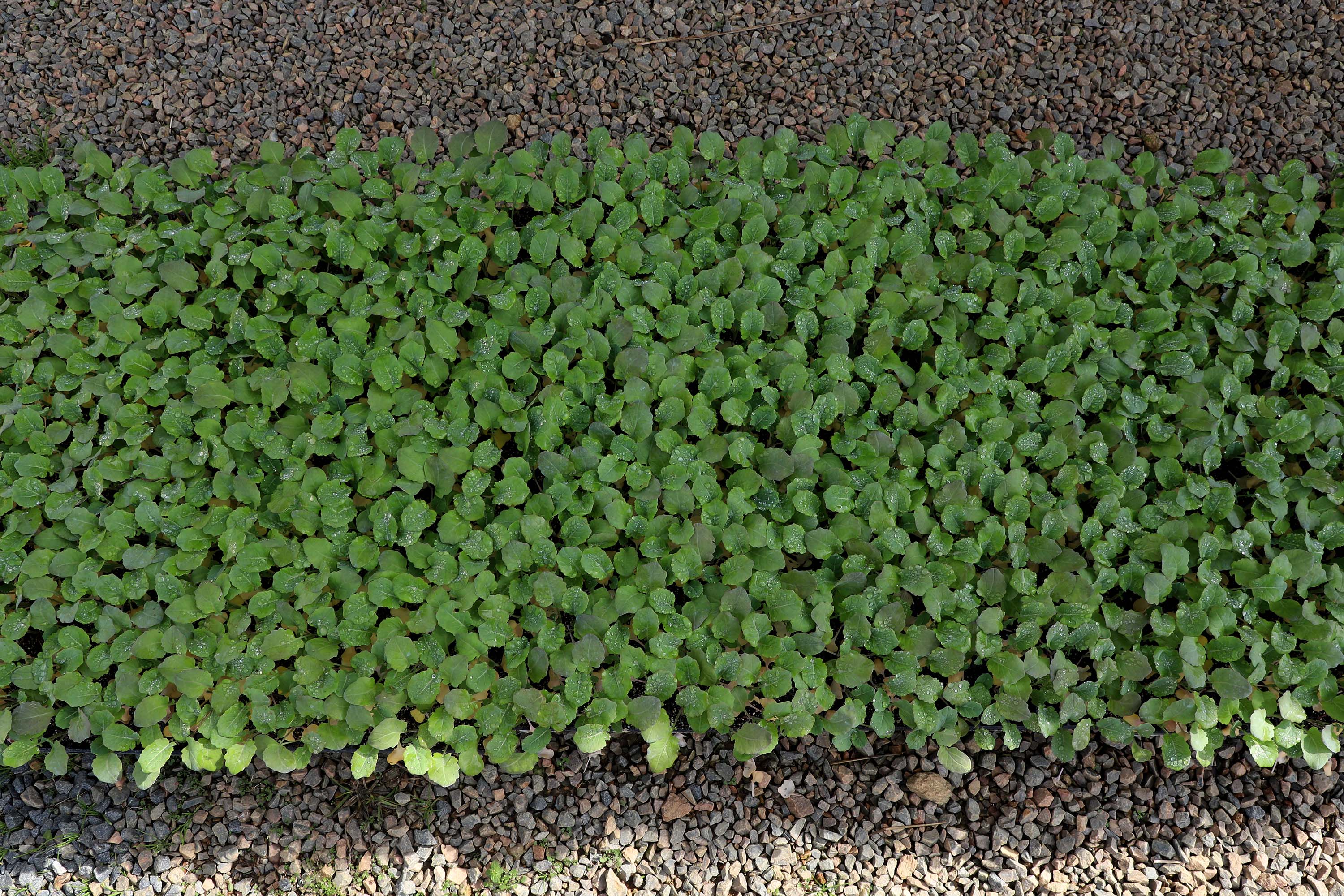 Hortaliças como brócolis e couve-flor mudam a paisagem de São José dos Pinhais  -  Curitiba, 24/06/2021  -  Foto: Ari Dias/AEN