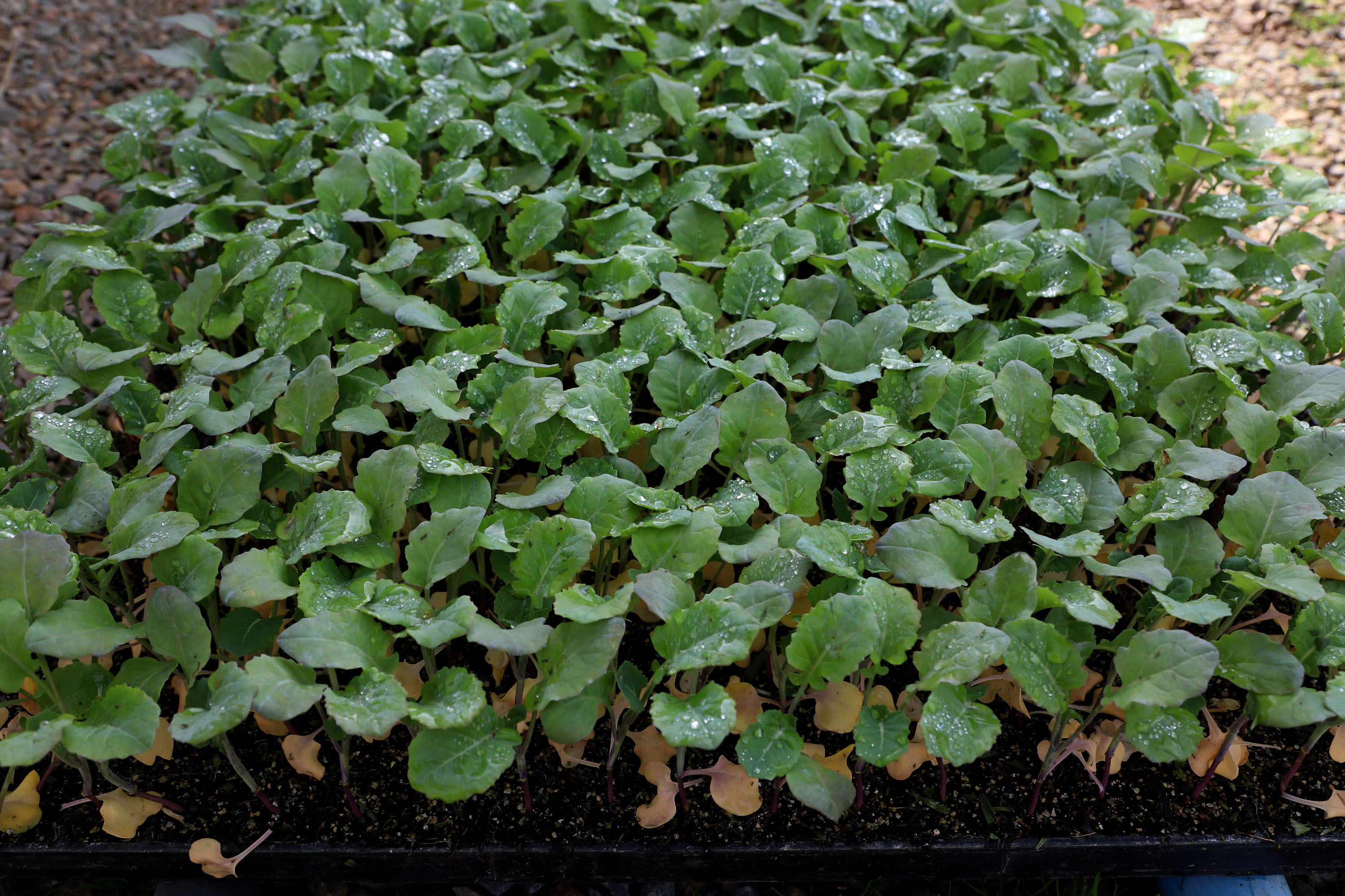 Hortaliças como brócolis e couve-flor mudam a paisagem de São José dos Pinhais  -  Curitiba, 24/06/2021  -  Foto: Ari Dias/AEN