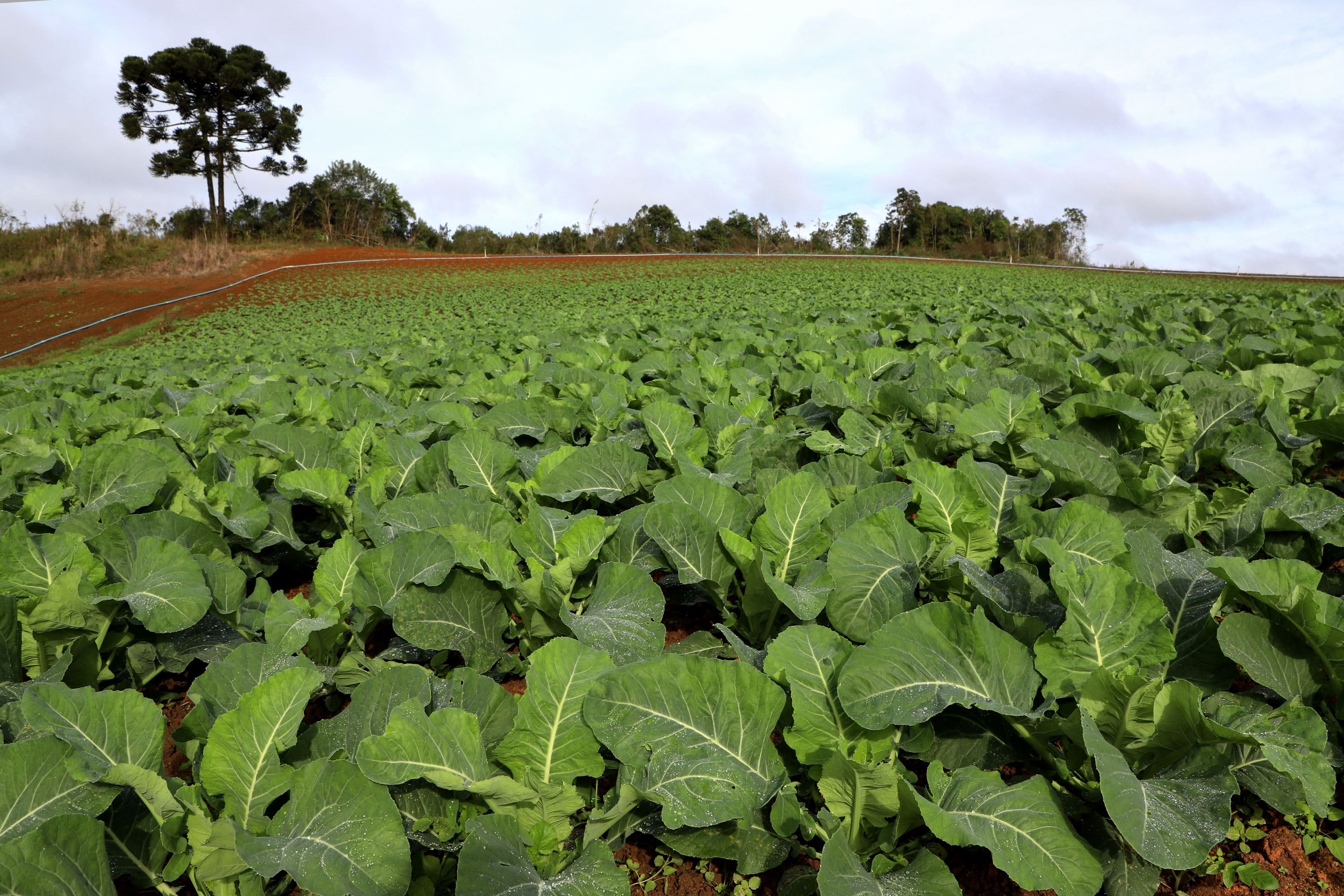 Hortaliças como brócolis e couve-flor mudam a paisagem de São José dos Pinhais  -  Curitiba, 24/06/2021  -  Foto: Ari Dias/AEN