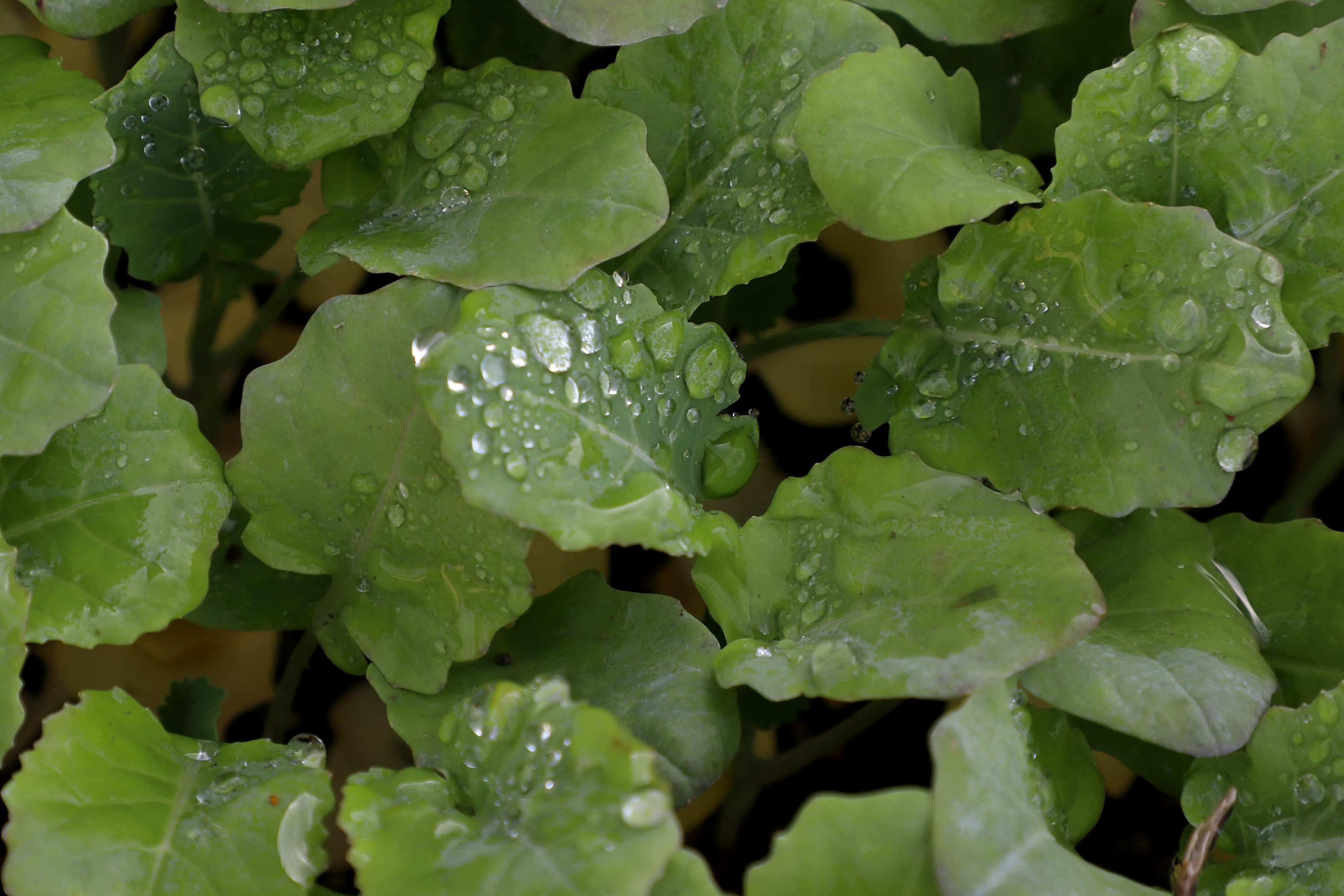 Hortaliças como brócolis e couve-flor mudam a paisagem de São José dos Pinhais  -  Curitiba, 24/06/2021  -  Foto: Ari Dias/AEN