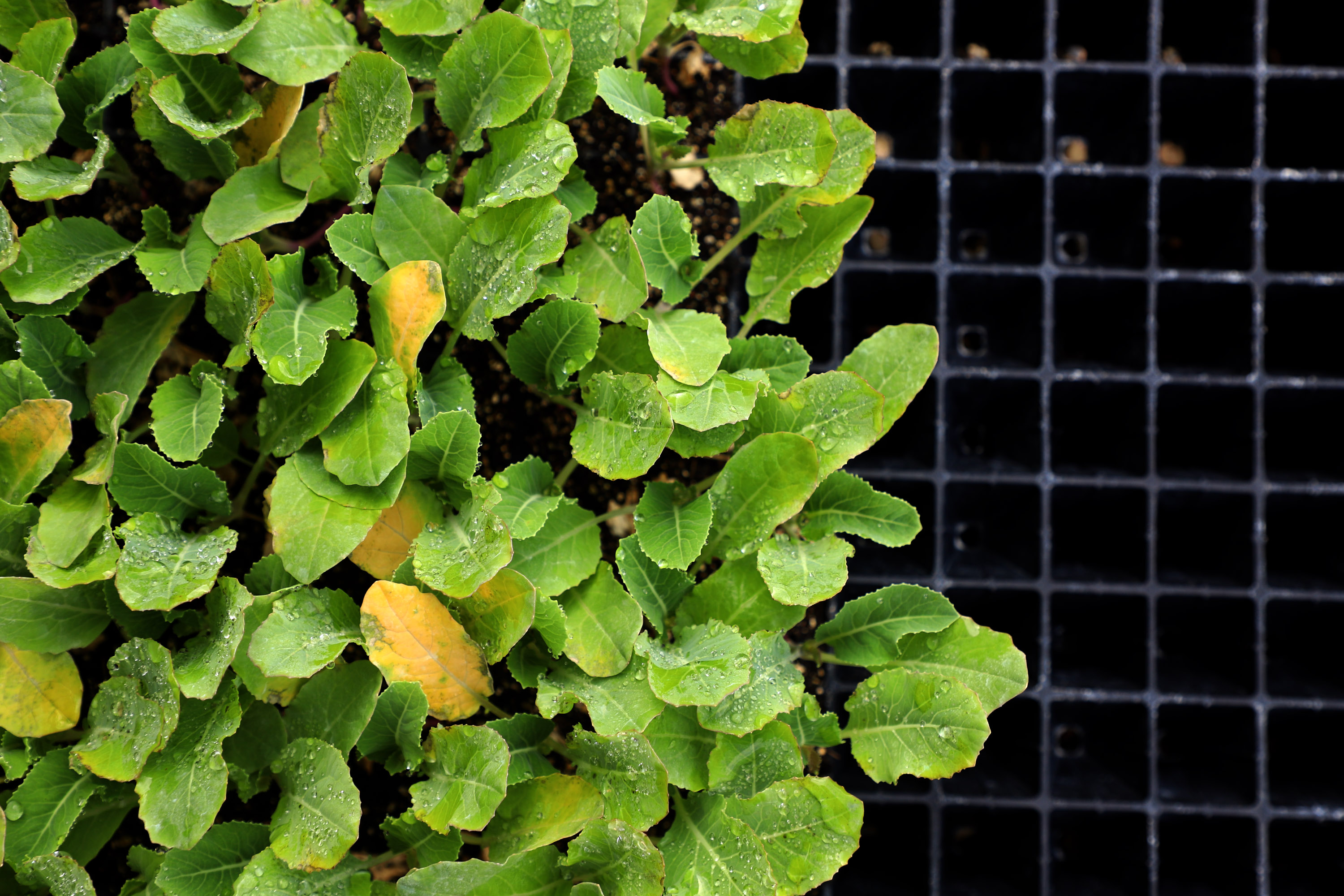 Hortaliças como brócolis e couve-flor mudam a paisagem de São José dos Pinhais  -  Curitiba, 24/06/2021  -  Foto: Ari Dias/AEN