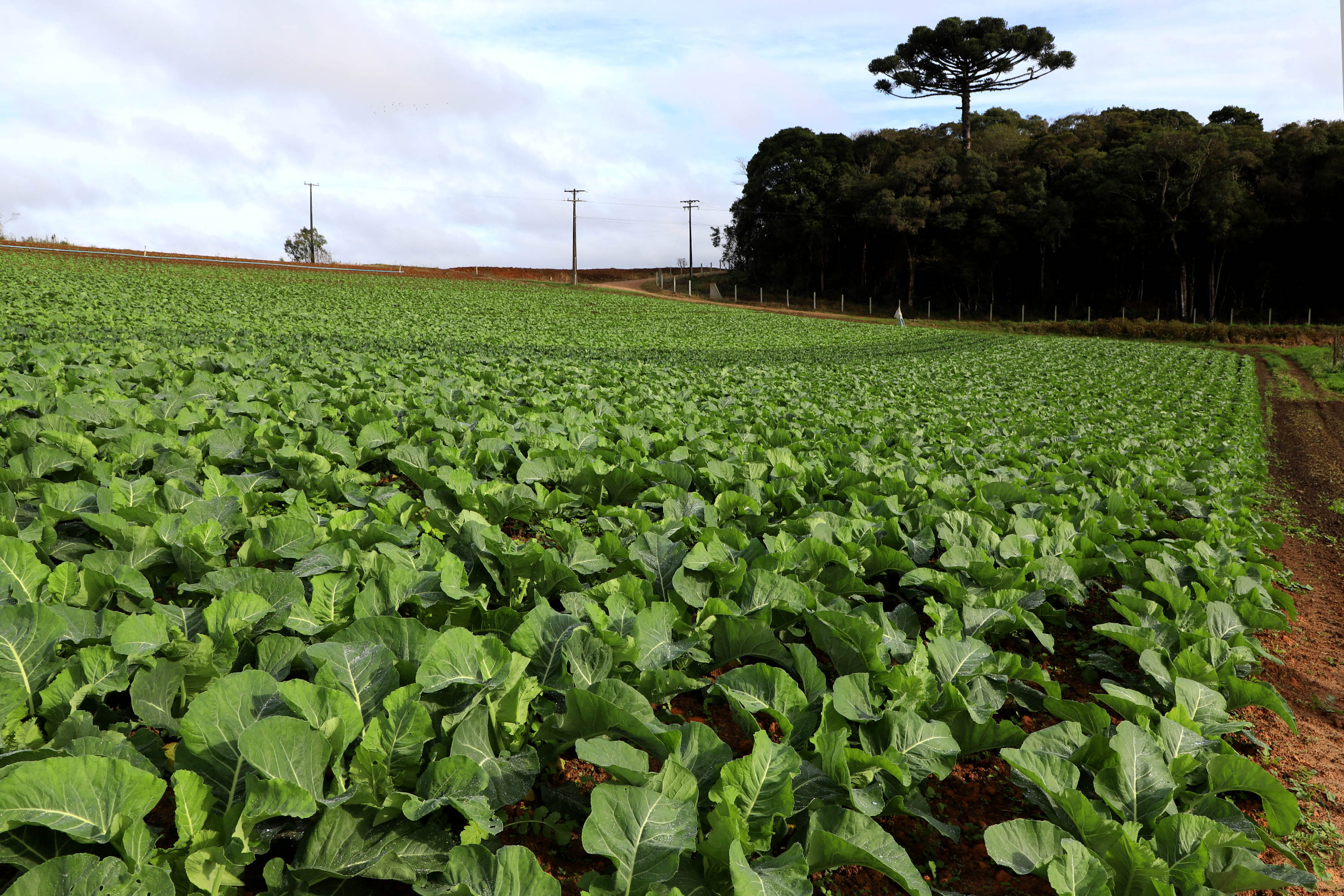 Hortaliças como brócolis e couve-flor mudam a paisagem de São José dos Pinhais  -  Curitiba, 24/06/2021  -  Foto: Ari Dias/AEN