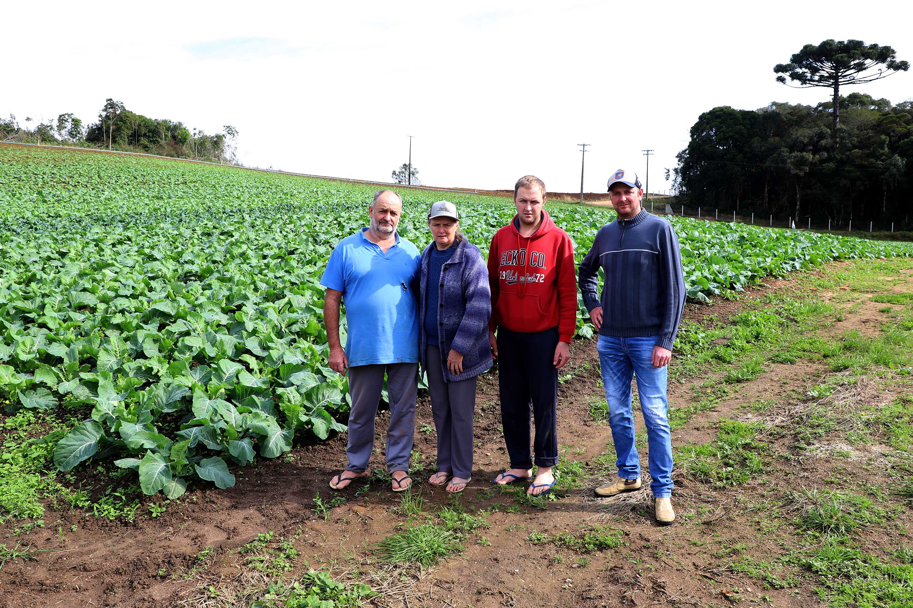 Hortaliças como brócolis e couve-flor mudam a paisagem de São José dos Pinhais - Pedro Burakowski e família -  Curitiba, 24/06/2021  -  Foto: Ari Dias/AEN