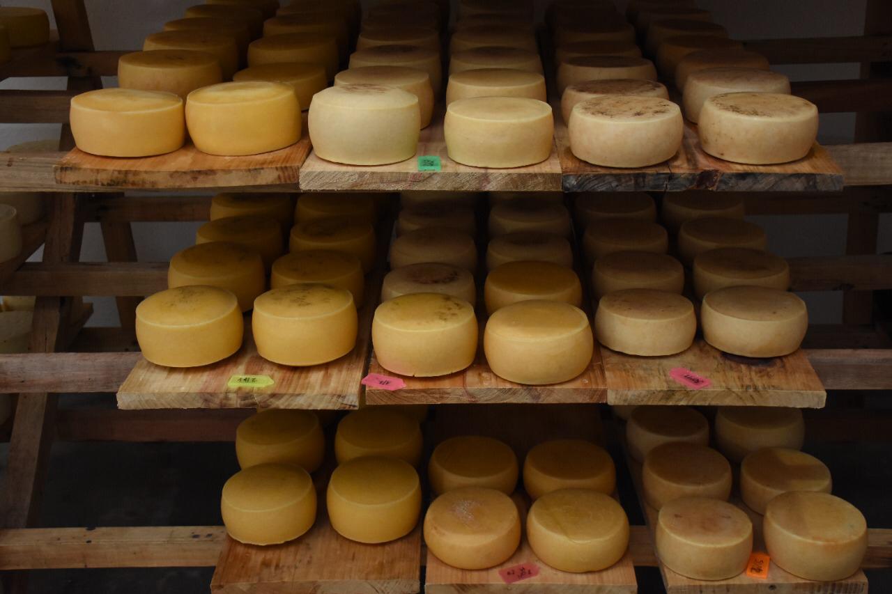 Queijo artesanal de Salgado Filho é o primeiro produto paranaense a receber o Selo Arte
Foto:  Júlio César Nesi
