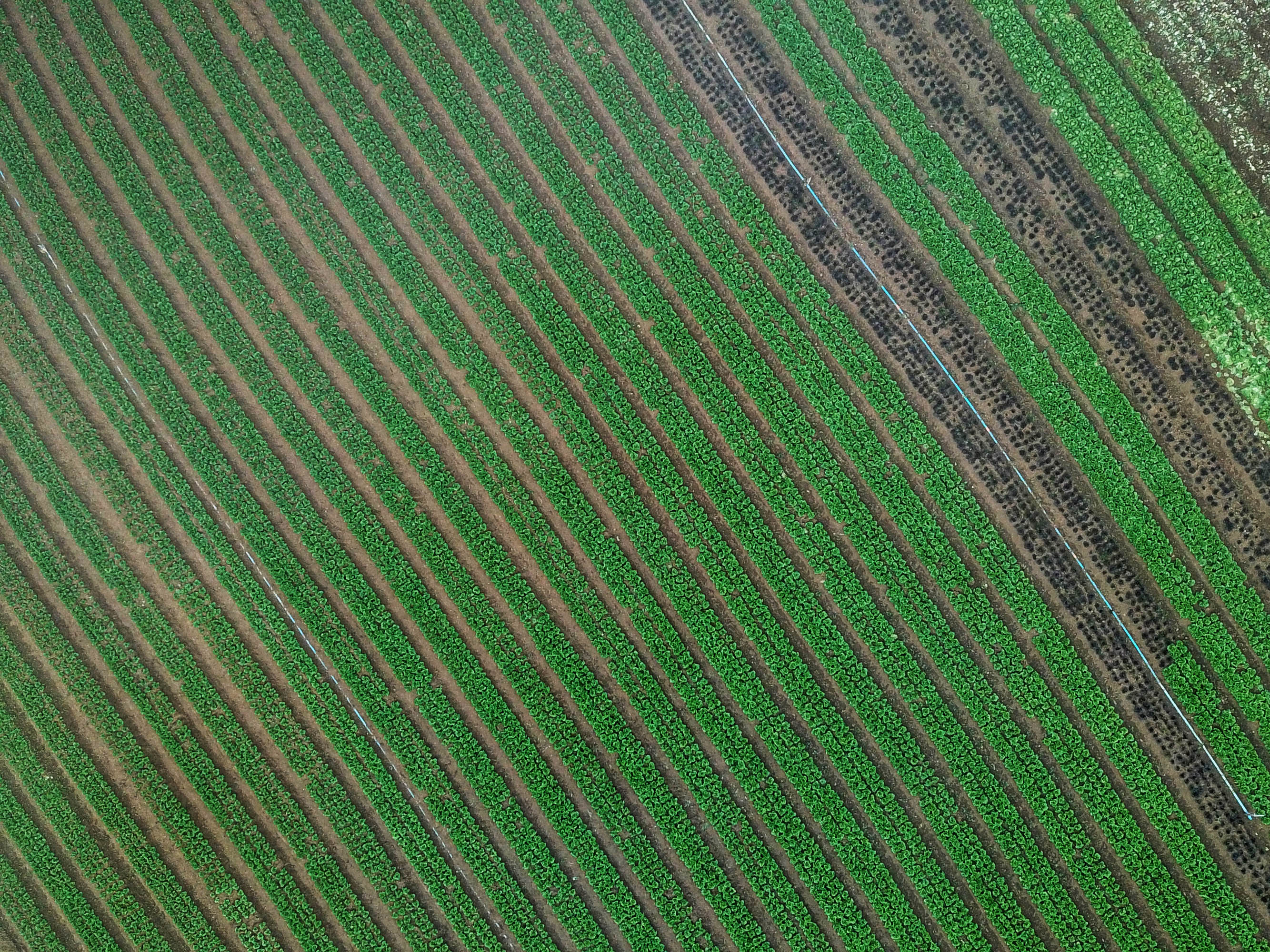 ORGÂNICOS -  Tijucas do Sul -  Produtor Lourival Pereira da Silva  -  Tijucas do Sul, 25/06/2021  -  foto: José Fernando Ogura/AEN