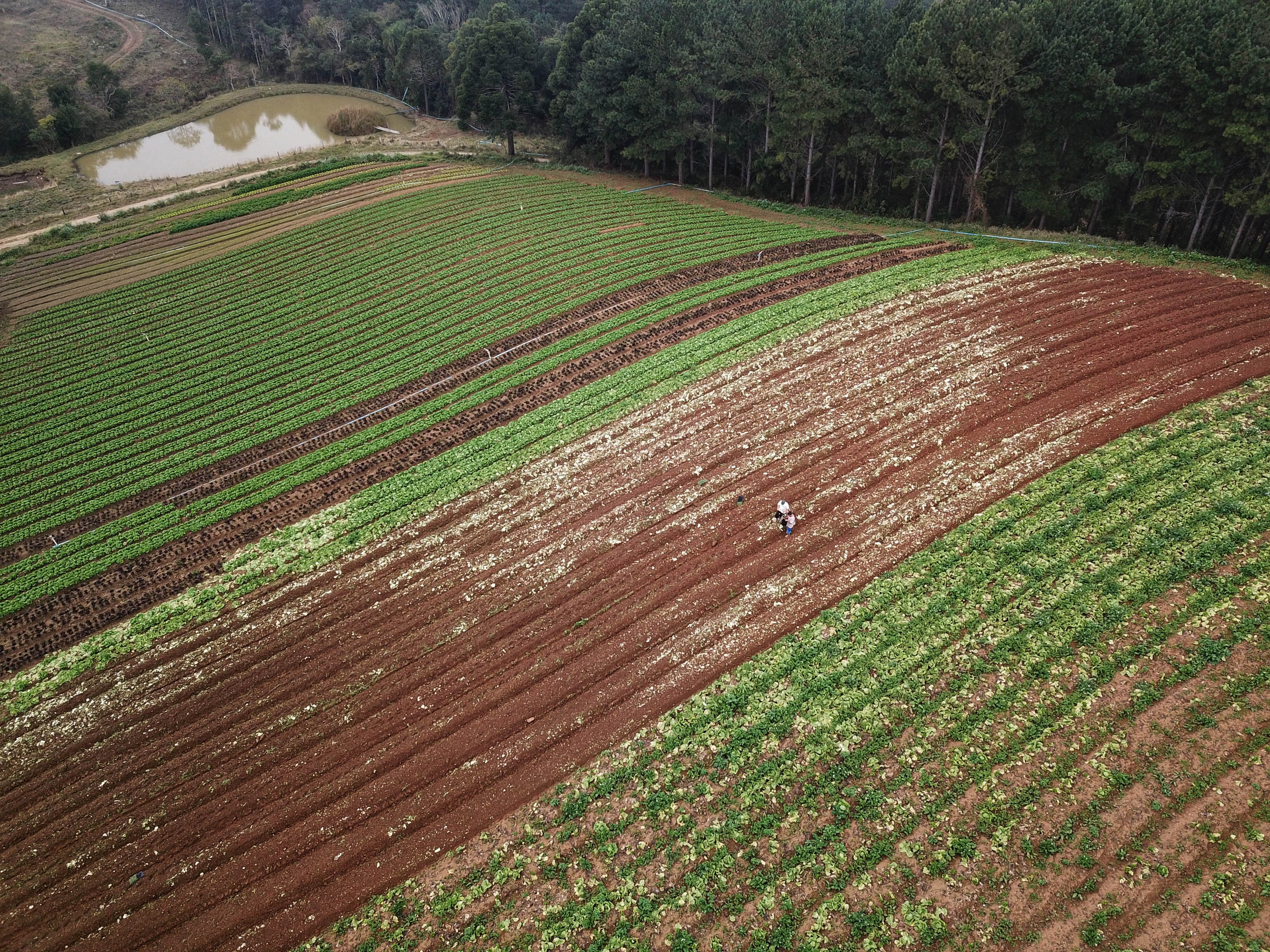 ORGÂNICOS -  Tijucas do Sul -  Produtor Lourival Pereira da Silva  -  Tijucas do Sul, 25/06/2021  -  foto: José Fernando Ogura/AEN