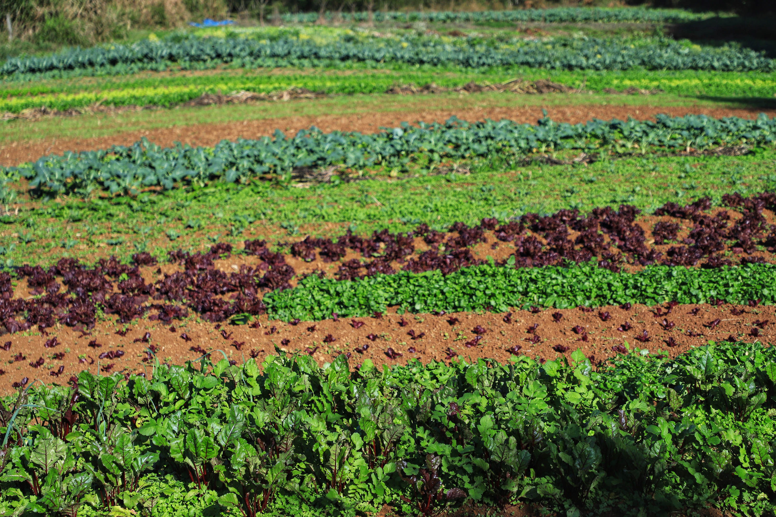 ORGÂNICOS RAIO DE SOL -  Tijucas do Sul  -  Produtor João Camilo Valter -  25/06/2021  -   Foto: José Fernando Ogura/AEN