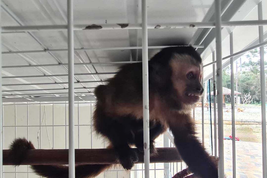 A Polícia Civil do Paraná (PCPR) resgatou seis animais silvestres, sendo 2 macacos-prego, 1 papagaio e 3 araras, nesta terça-feira (27), durante uma operação contra o tráfico de animais silvestres no Paraná, ocorrida em Curitiba. A tutora dos bichos, de 31 anos, foi presa por uso de documentos falsos e por manter os animais em cativeiro. -  Curitiba, 27/08/2021  -  Foto: Polícia Civil do Paraná/SESO-PR