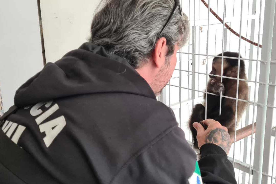 A Polícia Civil do Paraná (PCPR) resgatou seis animais silvestres, sendo 2 macacos-prego, 1 papagaio e 3 araras, nesta terça-feira (27), durante uma operação contra o tráfico de animais silvestres no Paraná, ocorrida em Curitiba. A tutora dos bichos, de 31 anos, foi presa por uso de documentos falsos e por manter os animais em cativeiro. -  Curitiba, 27/08/2021  -  Foto: Polícia Civil do Paraná/SESO-PR