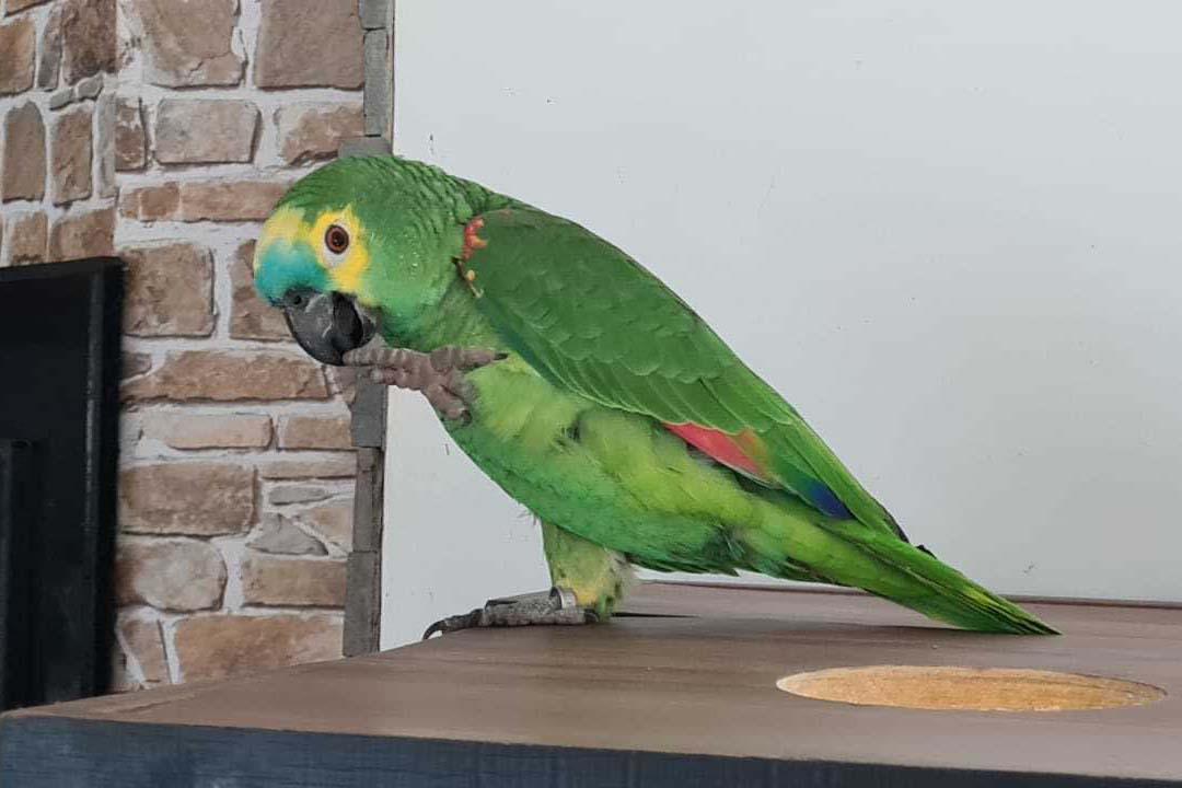 A Polícia Civil do Paraná (PCPR) resgatou seis animais silvestres, sendo 2 macacos-prego, 1 papagaio e 3 araras, nesta terça-feira (27), durante uma operação contra o tráfico de animais silvestres no Paraná, ocorrida em Curitiba. A tutora dos bichos, de 31 anos, foi presa por uso de documentos falsos e por manter os animais em cativeiro. -  Curitiba, 27/08/2021  -  Foto: Polícia Civil do Paraná/SESO-PR