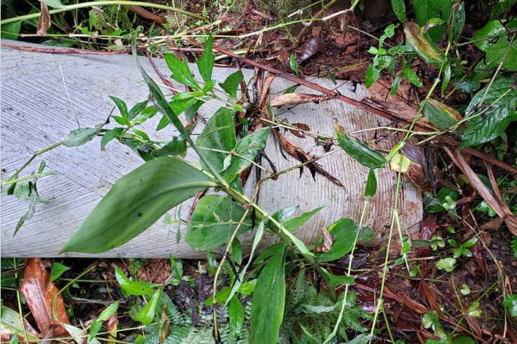 Polícia Civil do Paraná prende homem em flagrante por furto de energia no Litoral
Foto PCPR